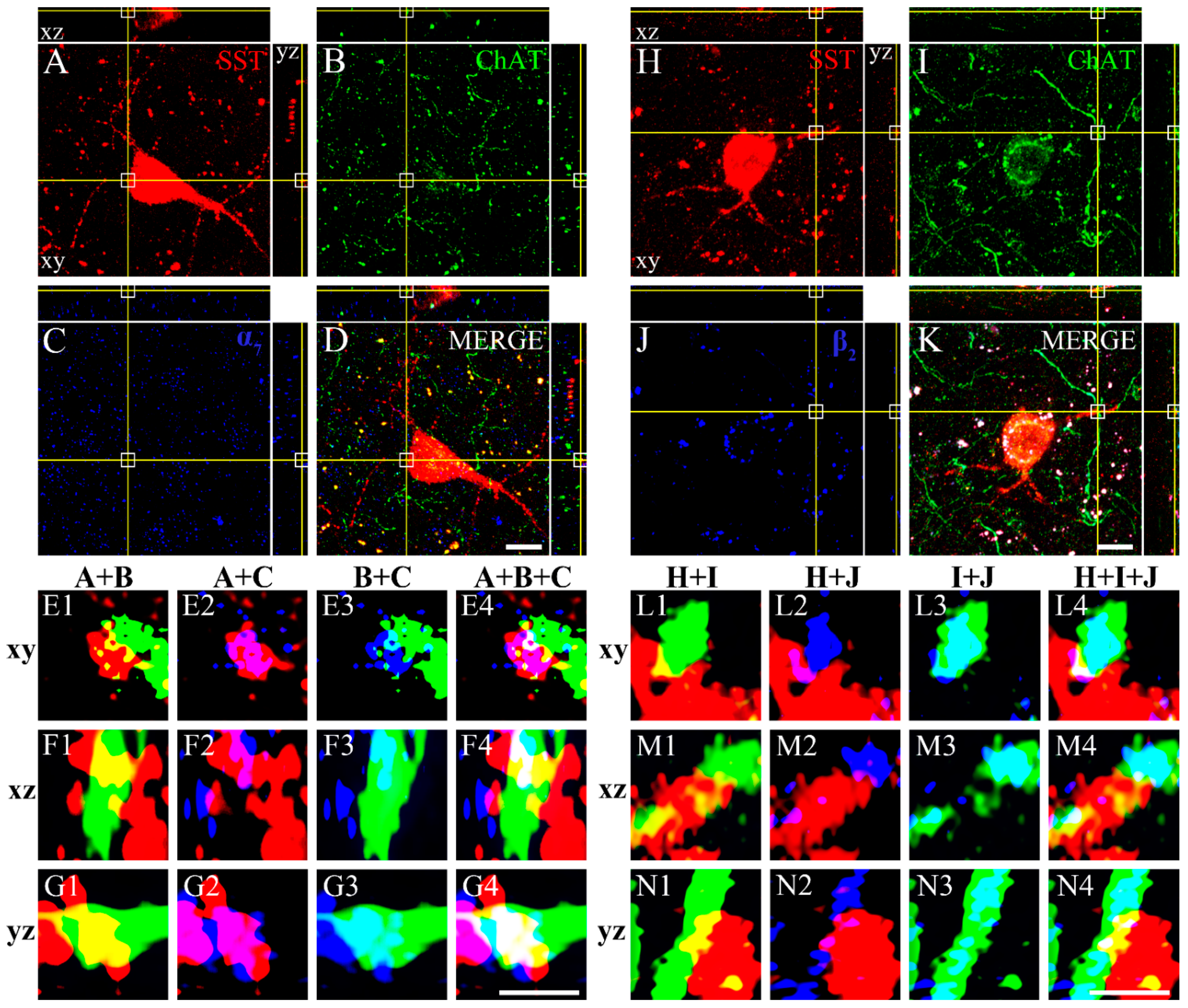 Biomedicines 10 00092 g005 Biomedicines 10 00092 g005