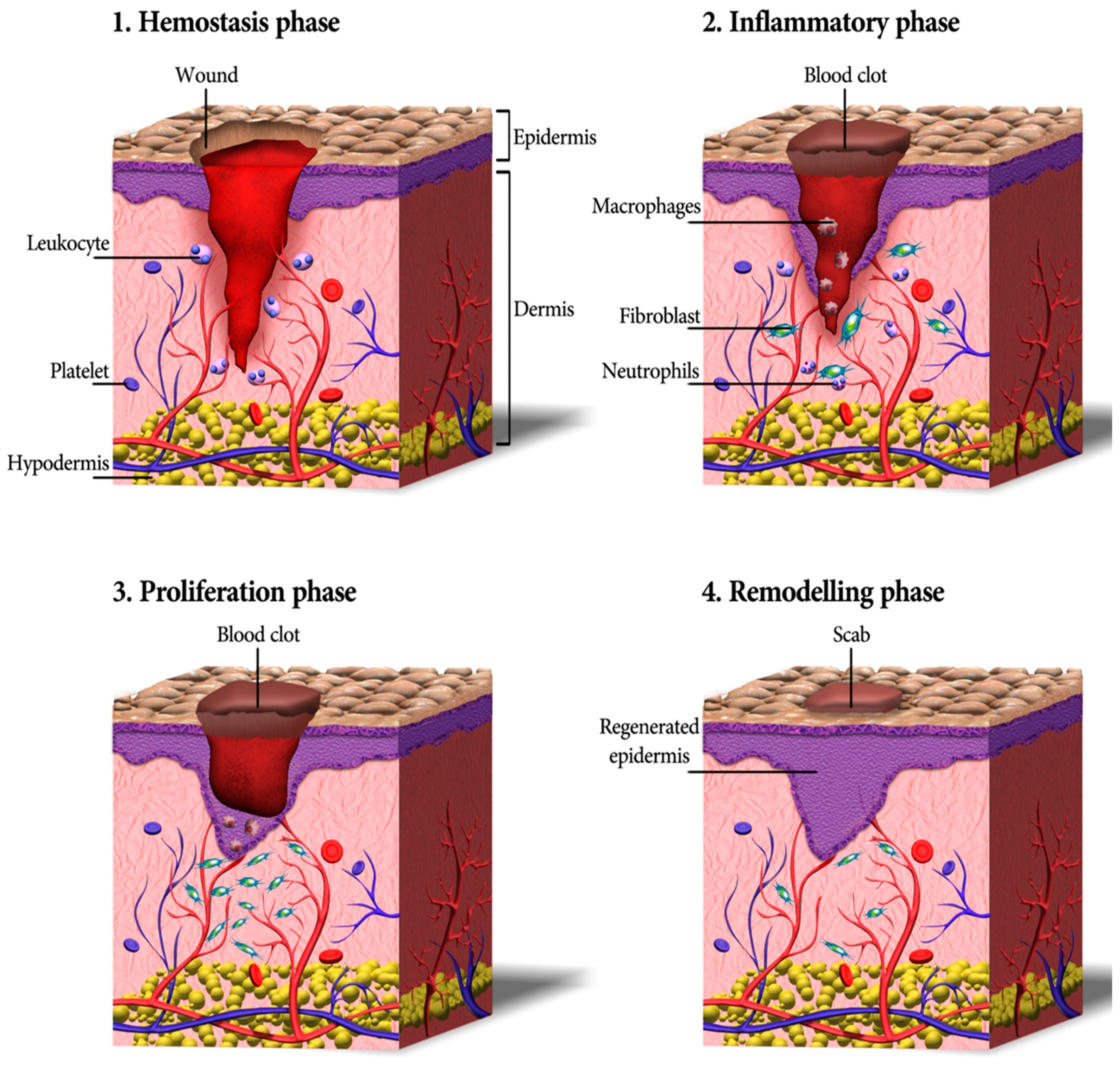 Biomedicines 10 00118 g001 Biomedicines 10 00118 g001