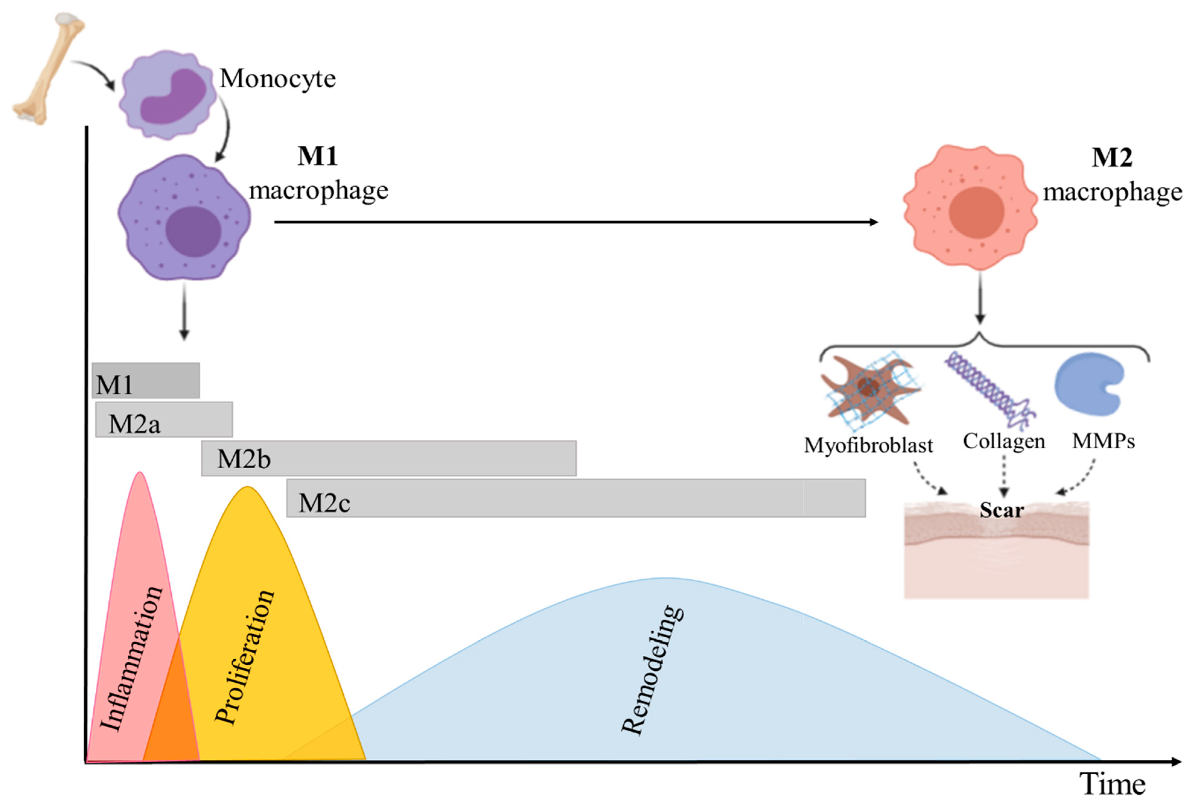 Biomedicines 10 00118 g002 Biomedicines 10 00118 g002