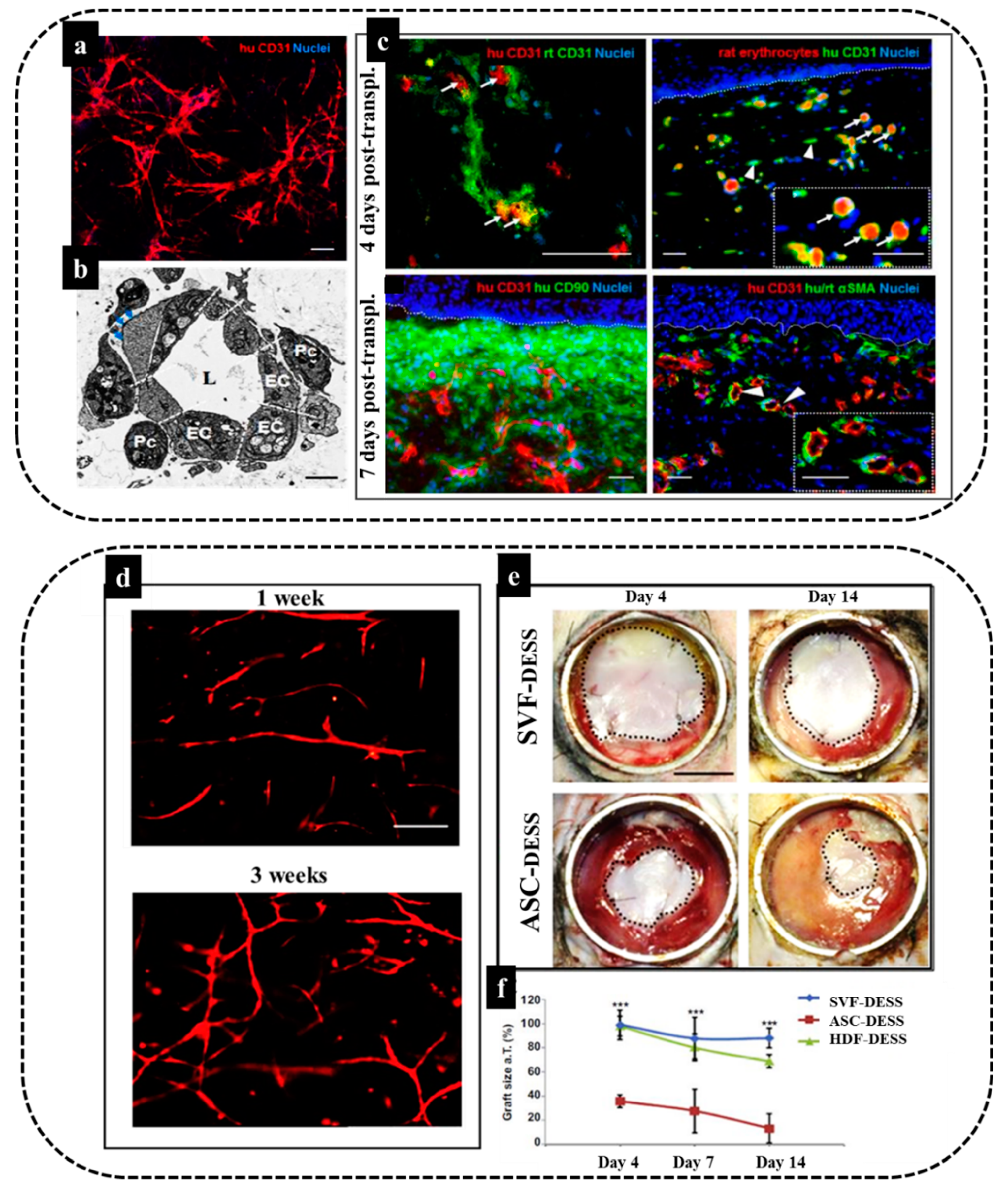 Biomedicines 10 00118 g005 Biomedicines 10 00118 g005