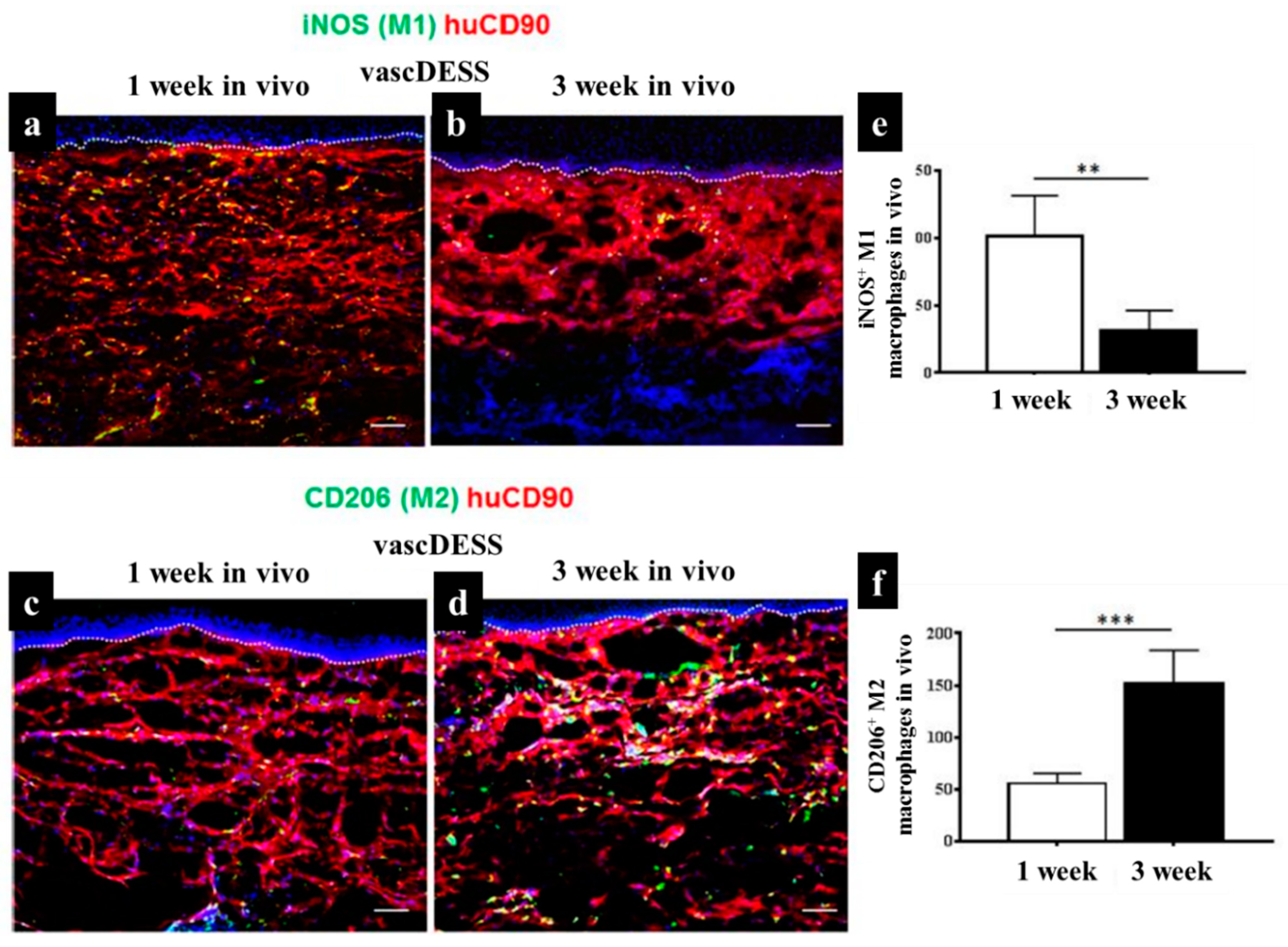Biomedicines 10 00118 g007 Biomedicines 10 00118 g007