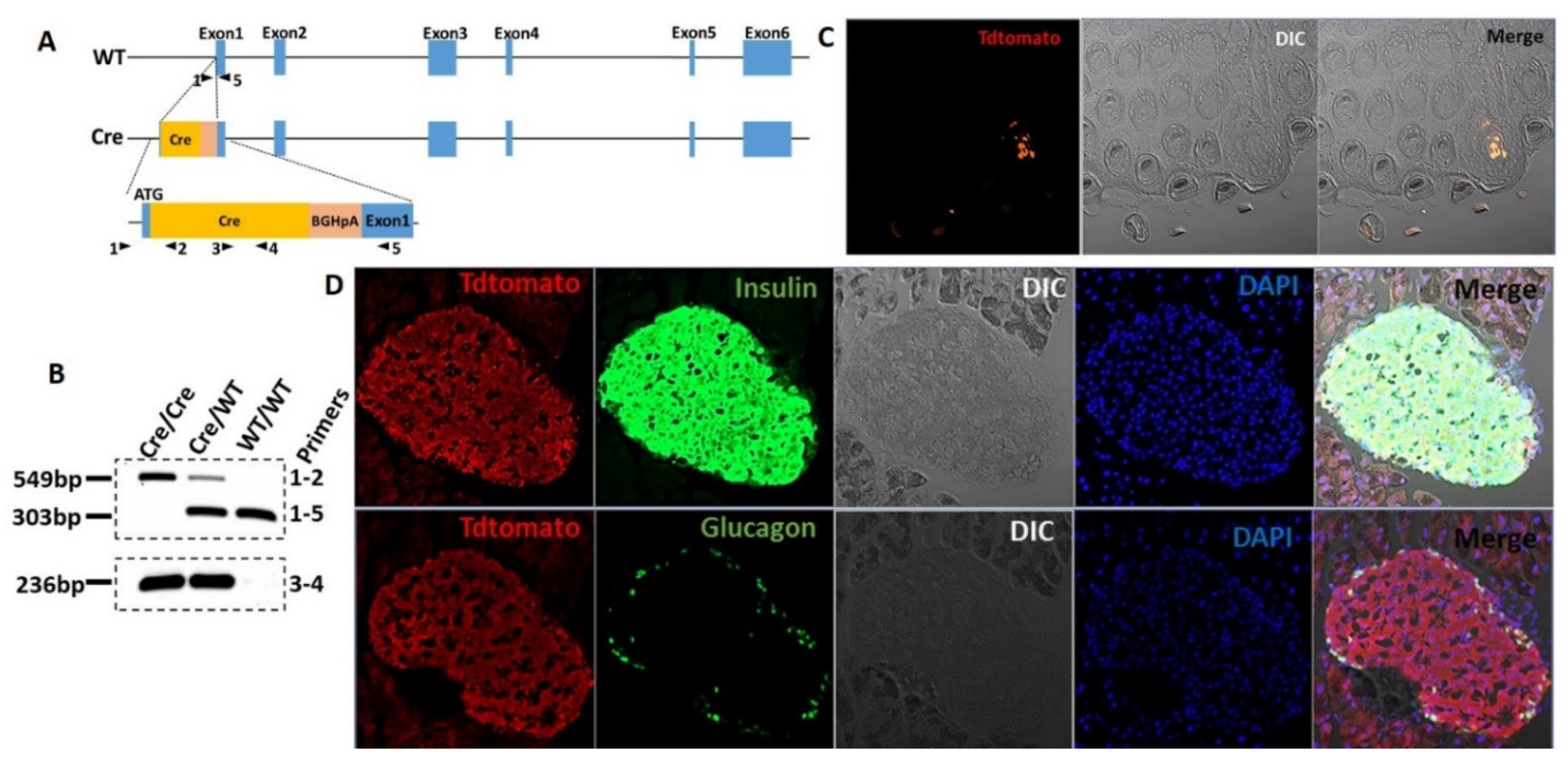 Biomedicines 10 00120 g001
