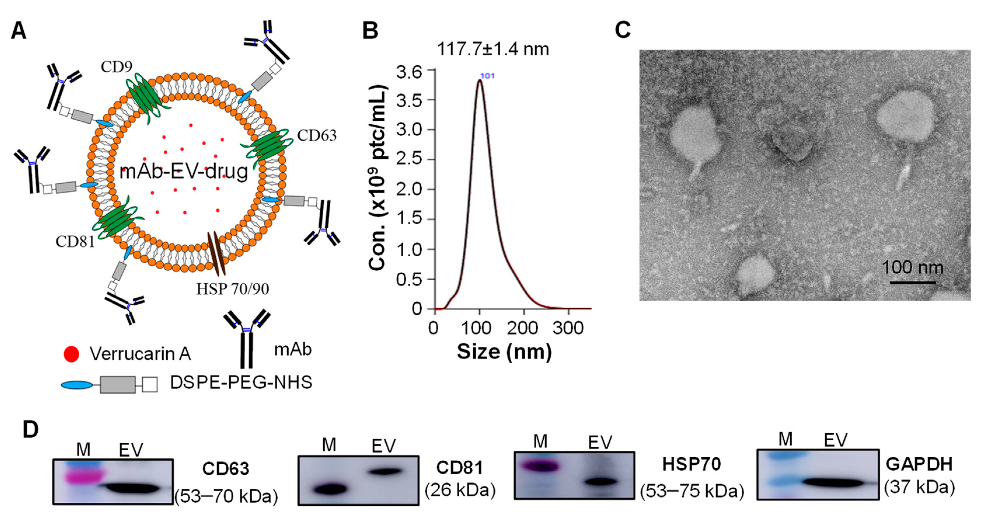 Biomedicines 10 00130 g002 Biomedicines 10 00130 g002