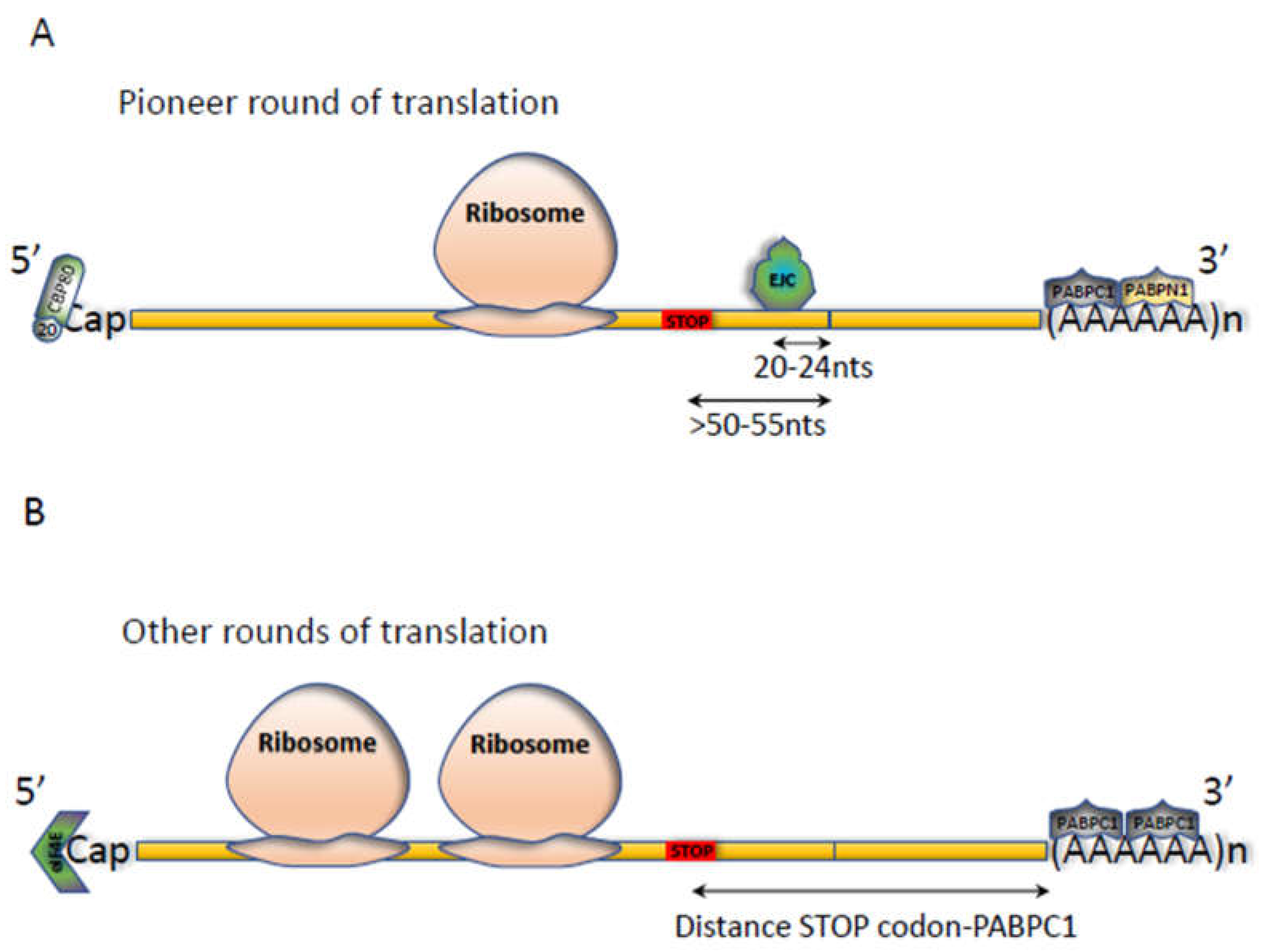 Biomedicines 10 00141 g001 Biomedicines 10 00141 g001