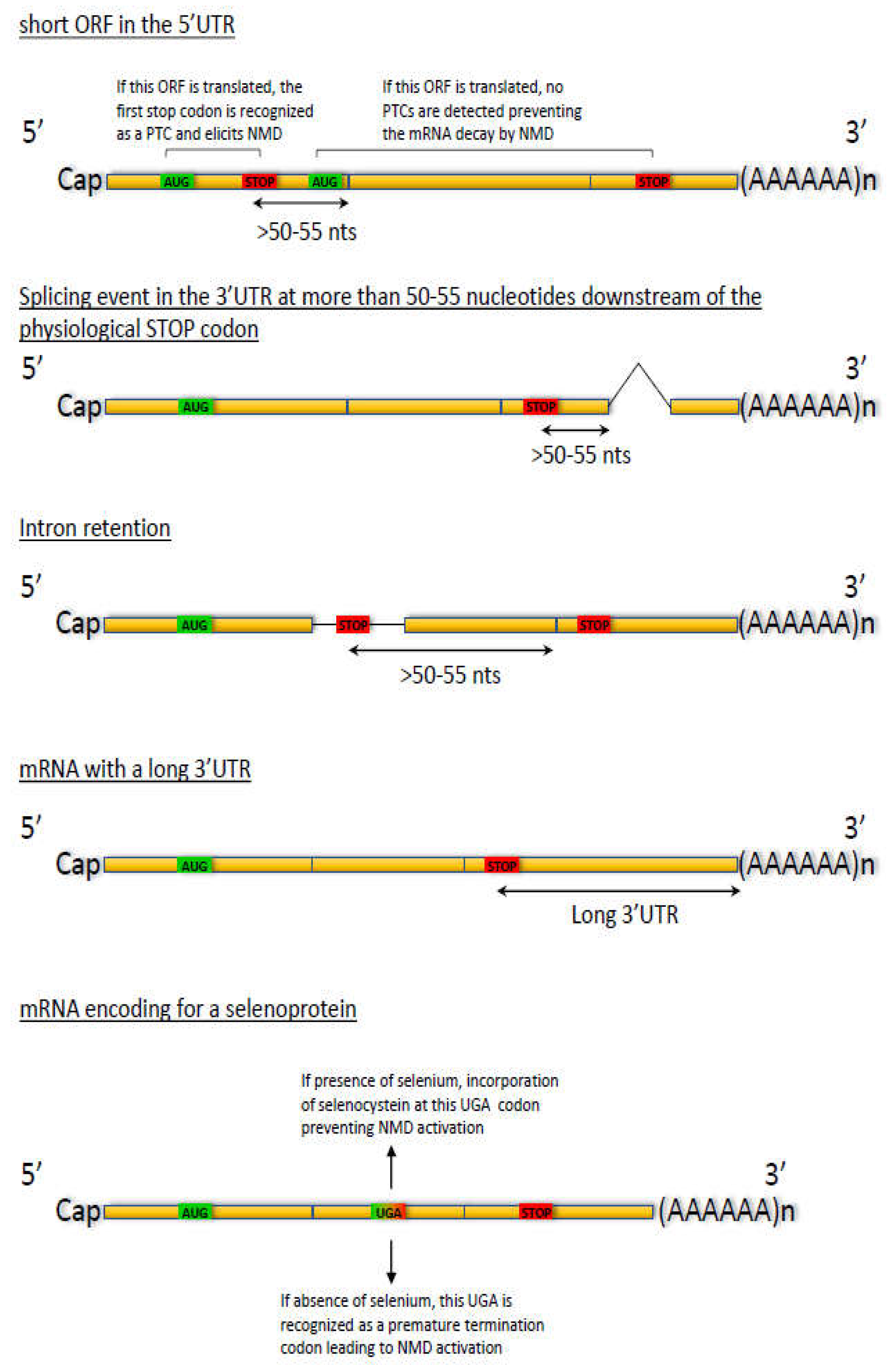 Biomedicines 10 00141 g002 Biomedicines 10 00141 g002