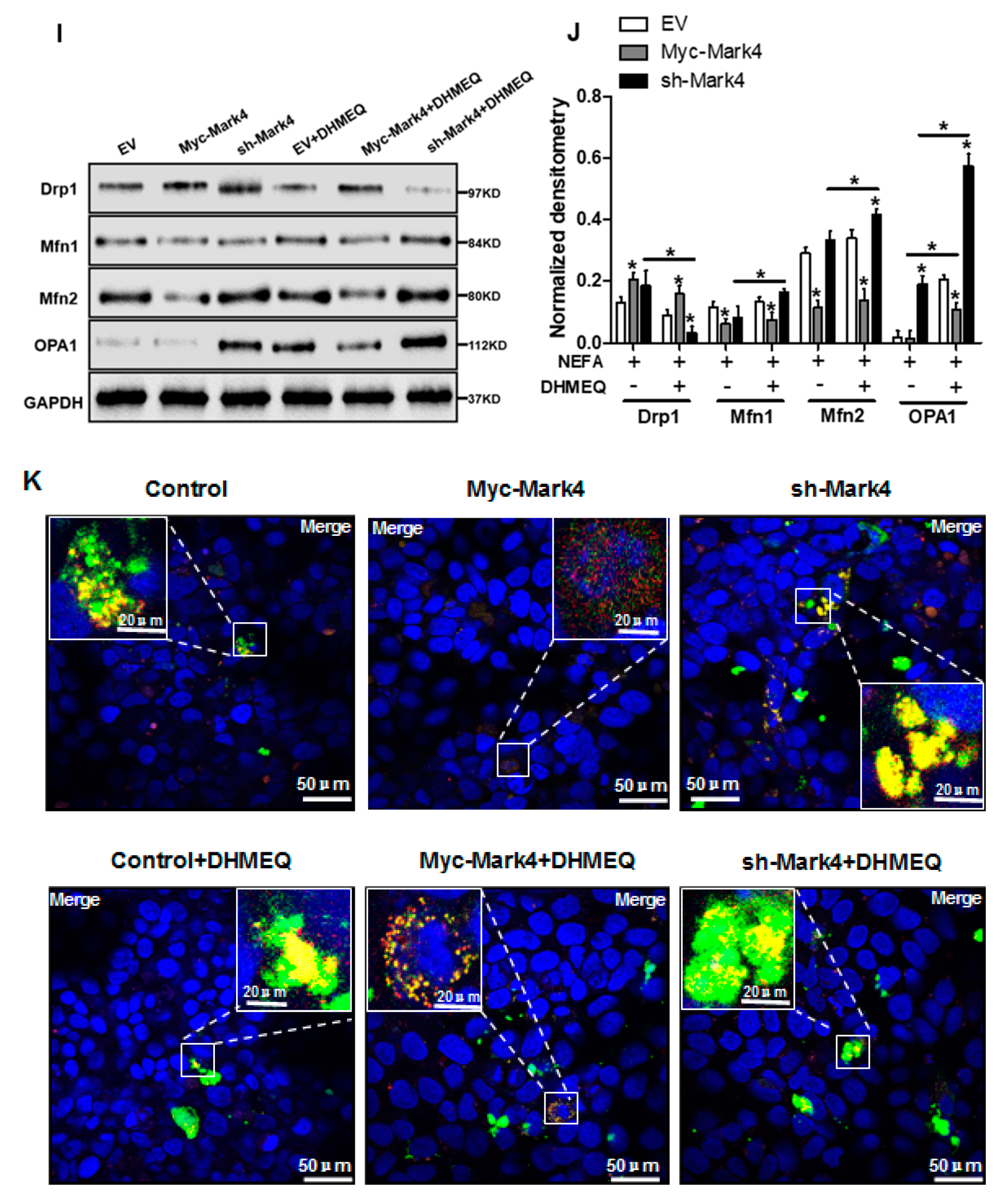 Biomedicines 10 00165 g006c
