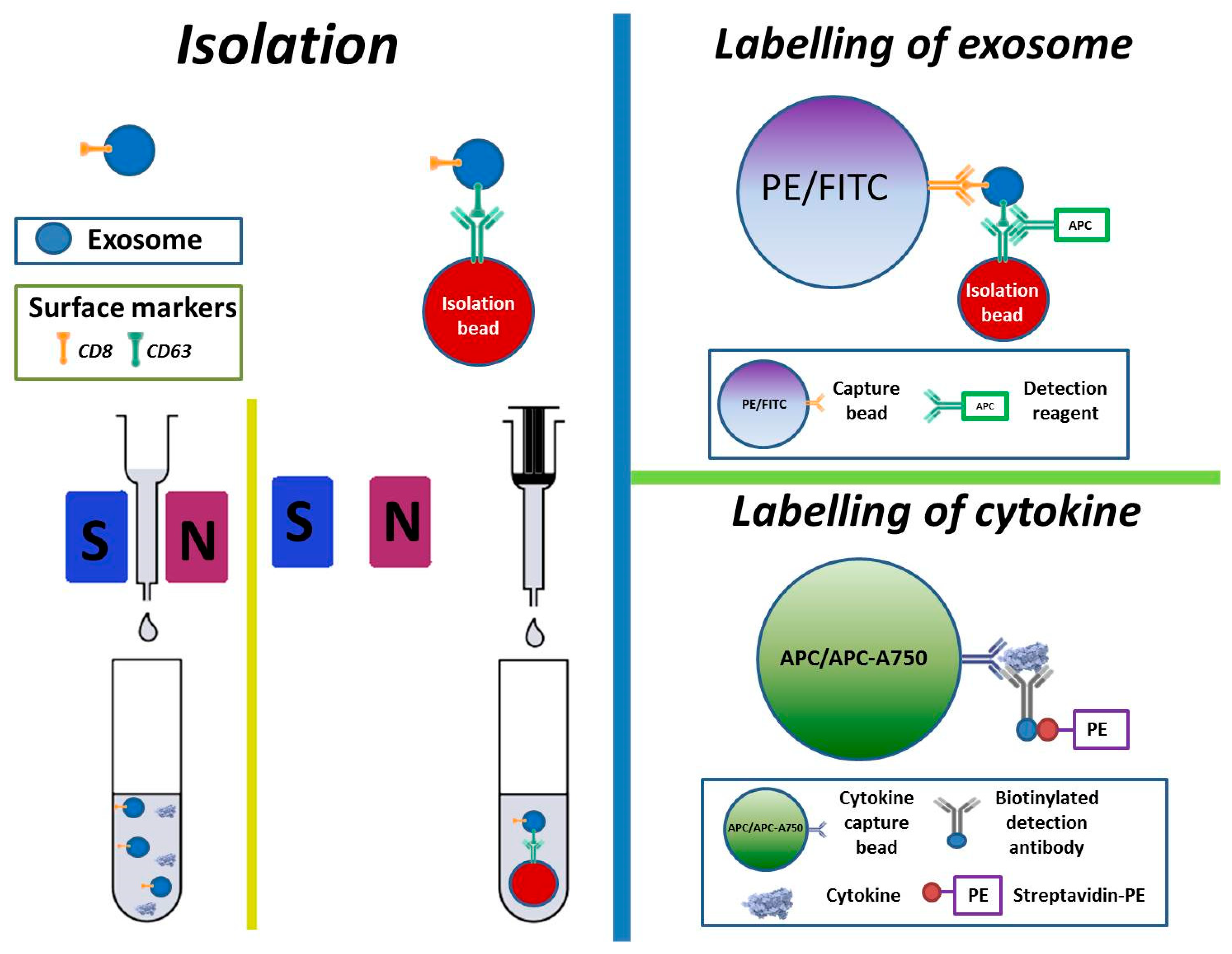 Biomedicines 10 00232 g001