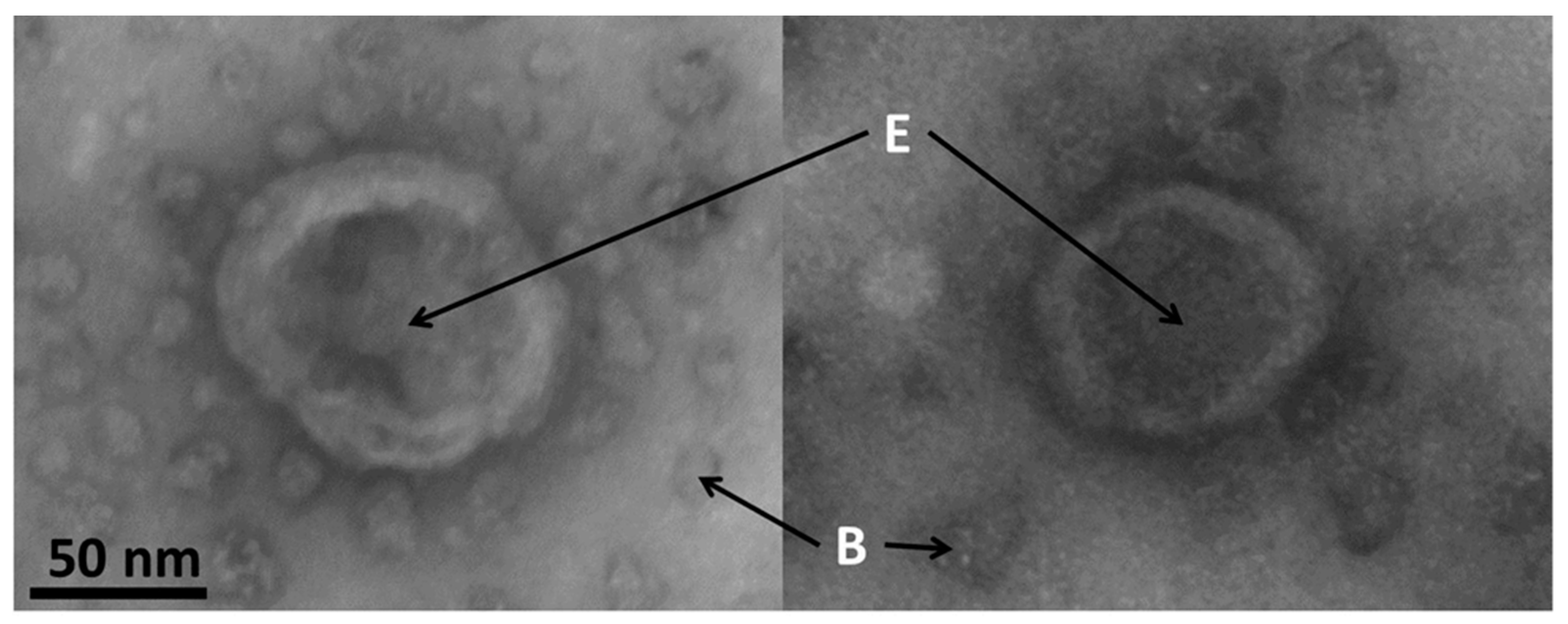 Biomedicines 10 00232 g007
