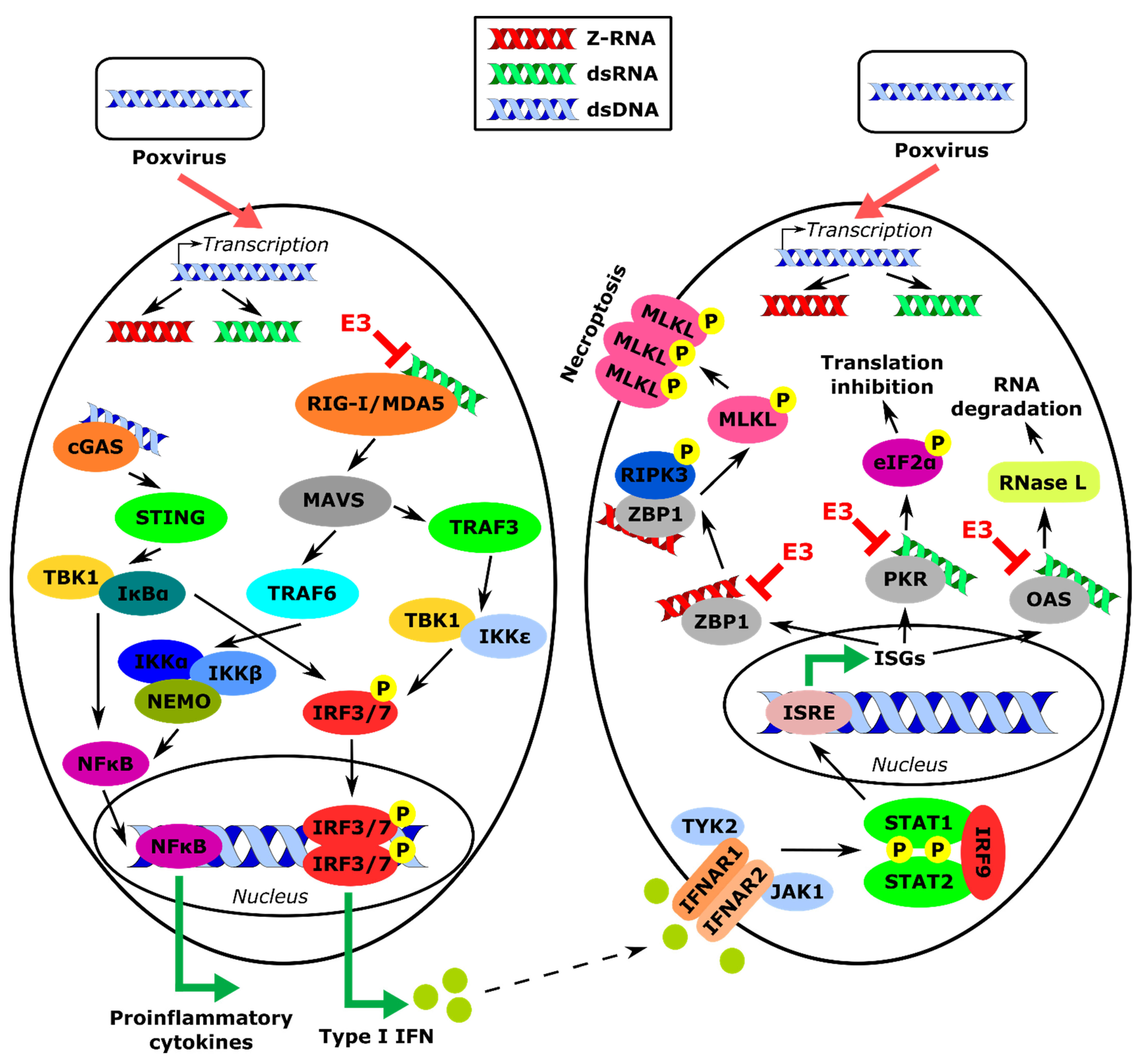 Biomedicines 10 00235 g001