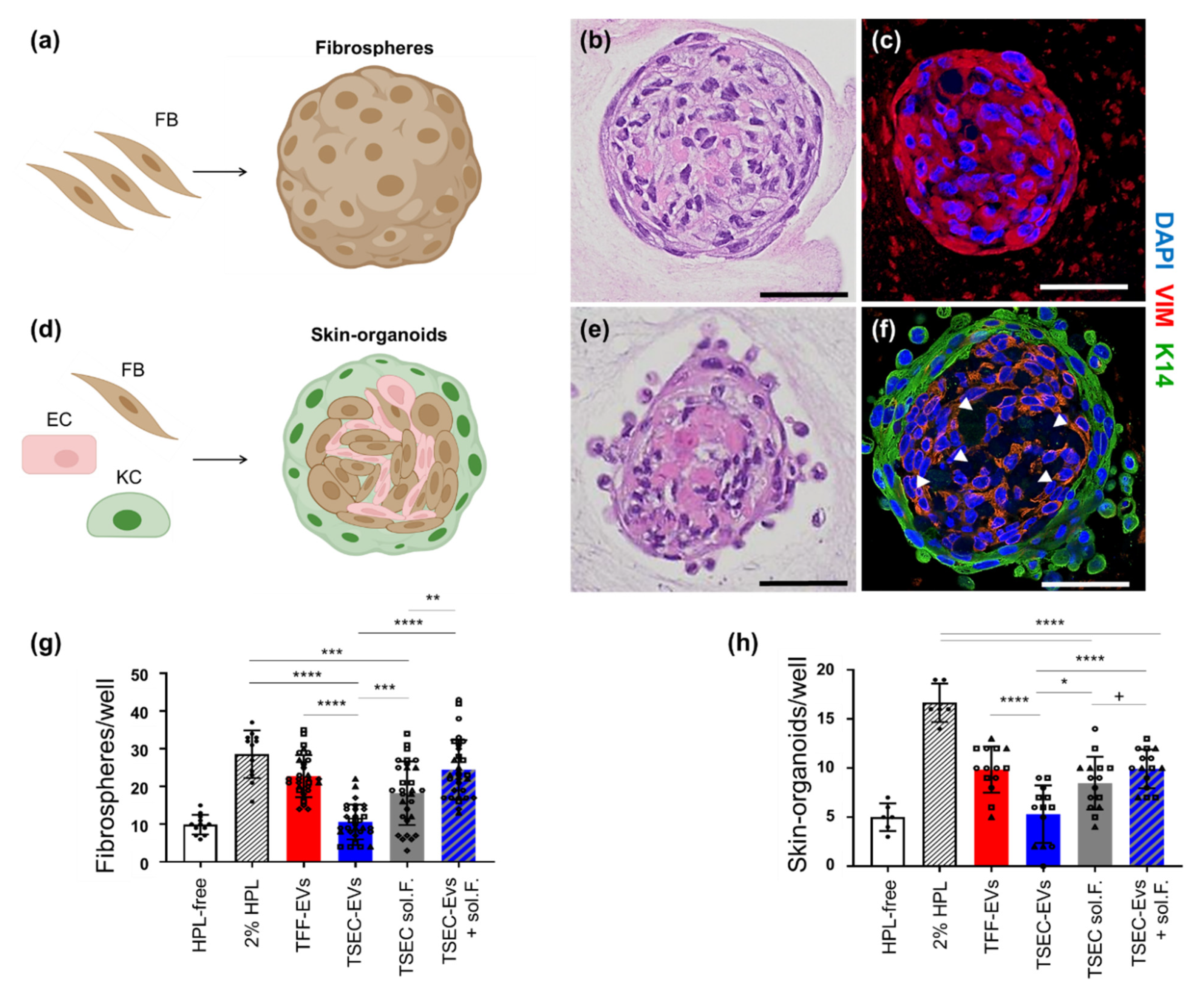 Biomedicines 10 00238 g003