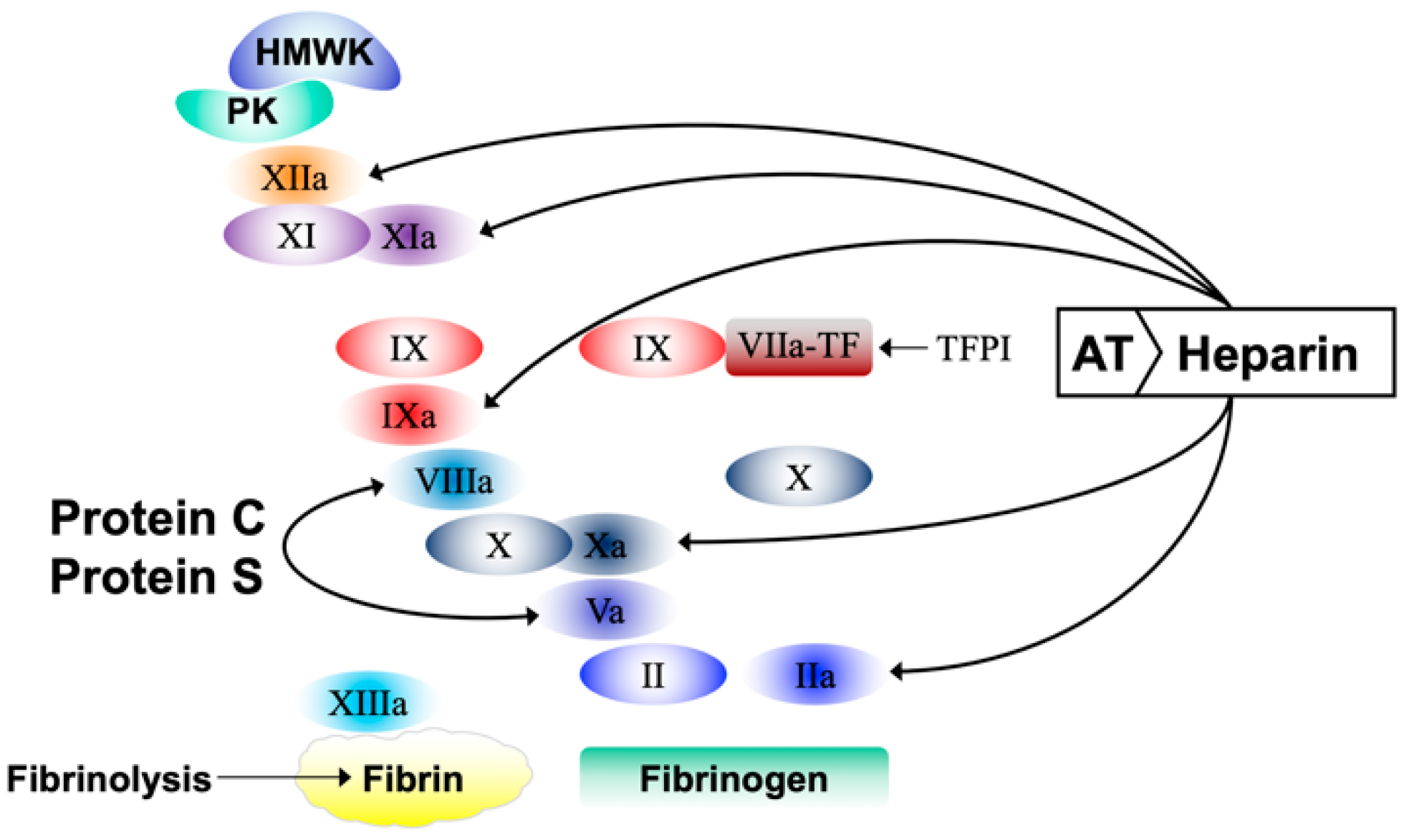 Biomedicines 10 00249 g001