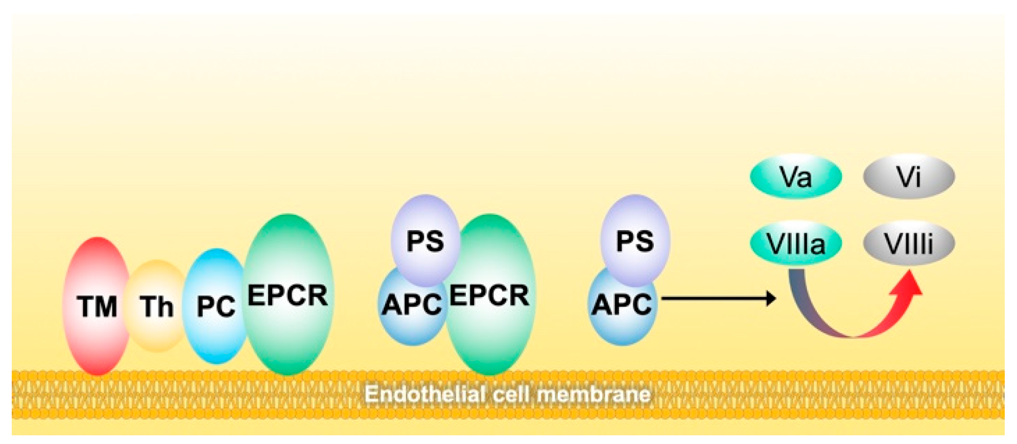 Biomedicines 10 00249 g003