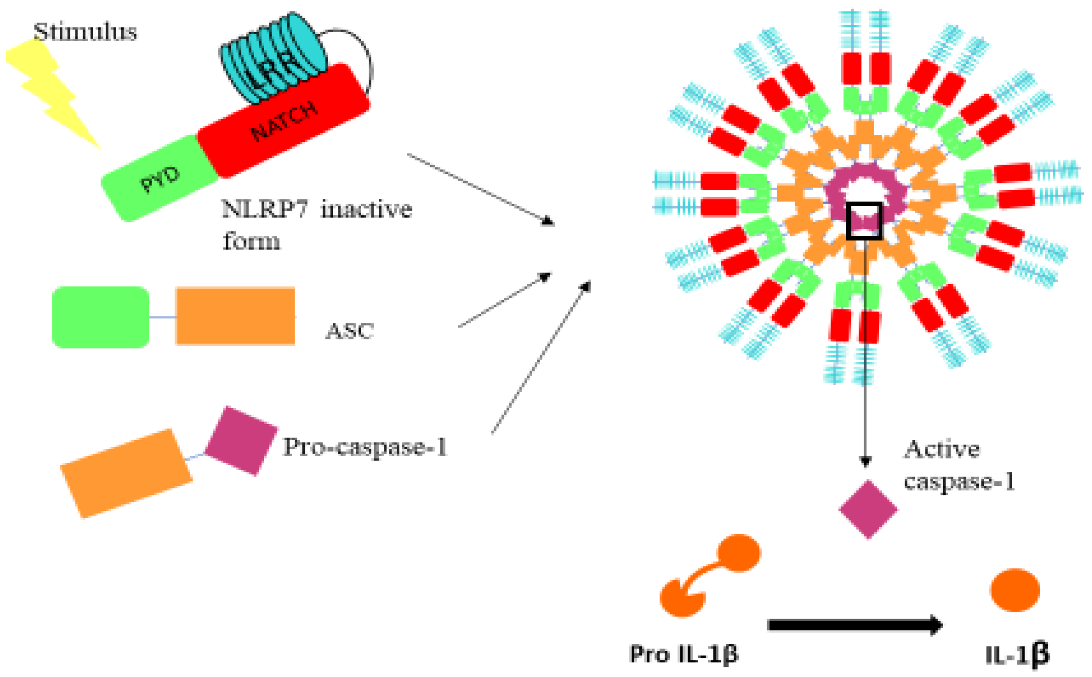 Biomedicines 10 00252 g001