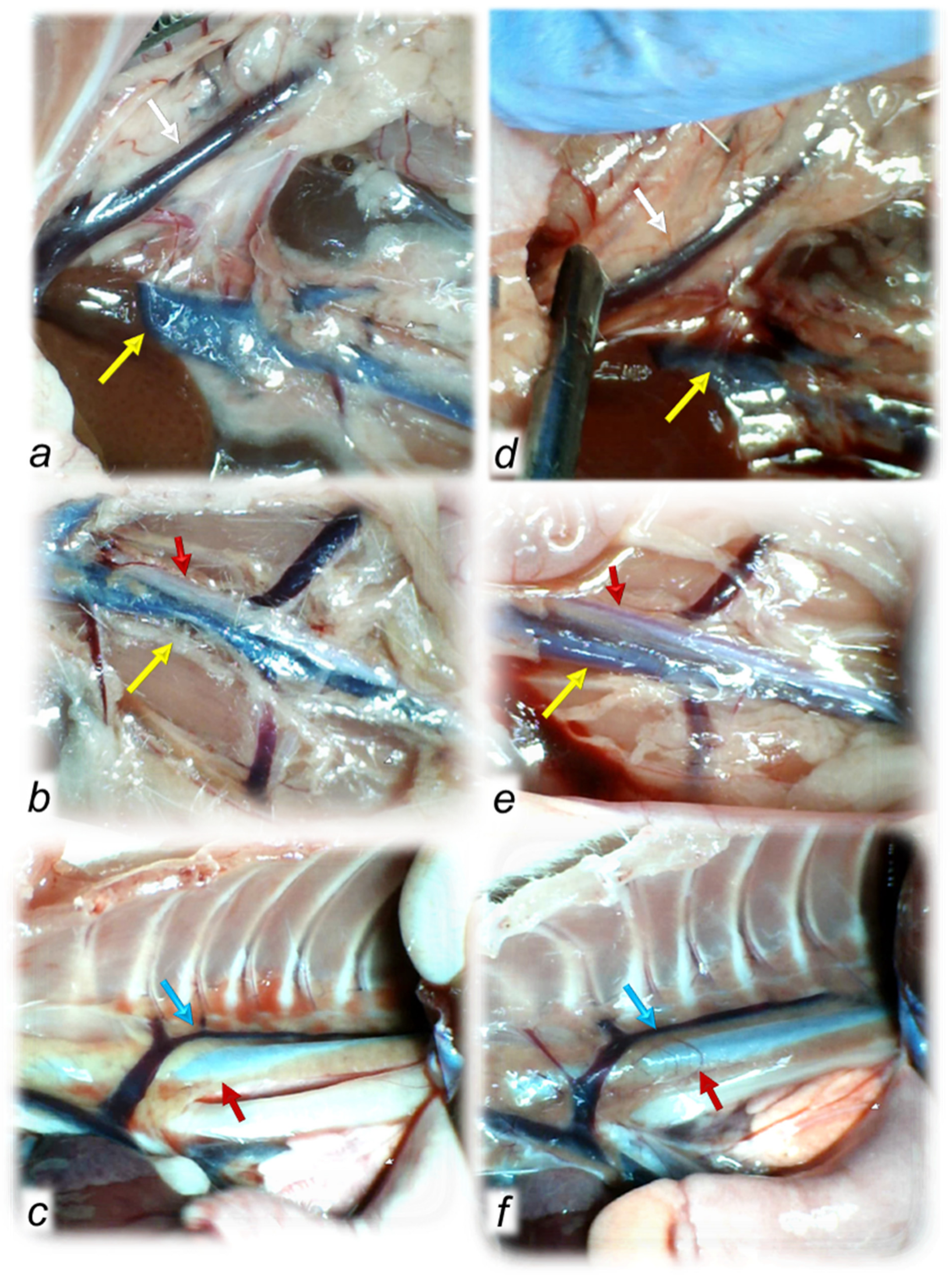 Biomedicines 10 00265 g002