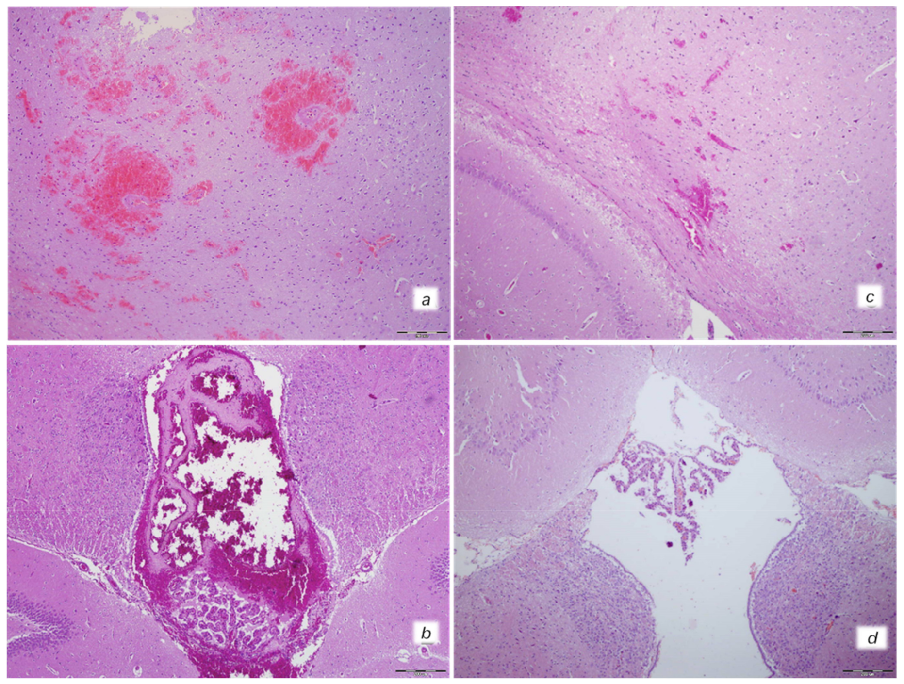Biomedicines 10 00265 g007