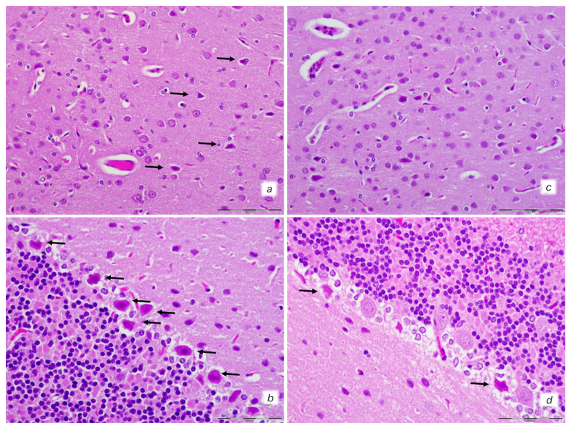 Biomedicines 10 00265 g008
