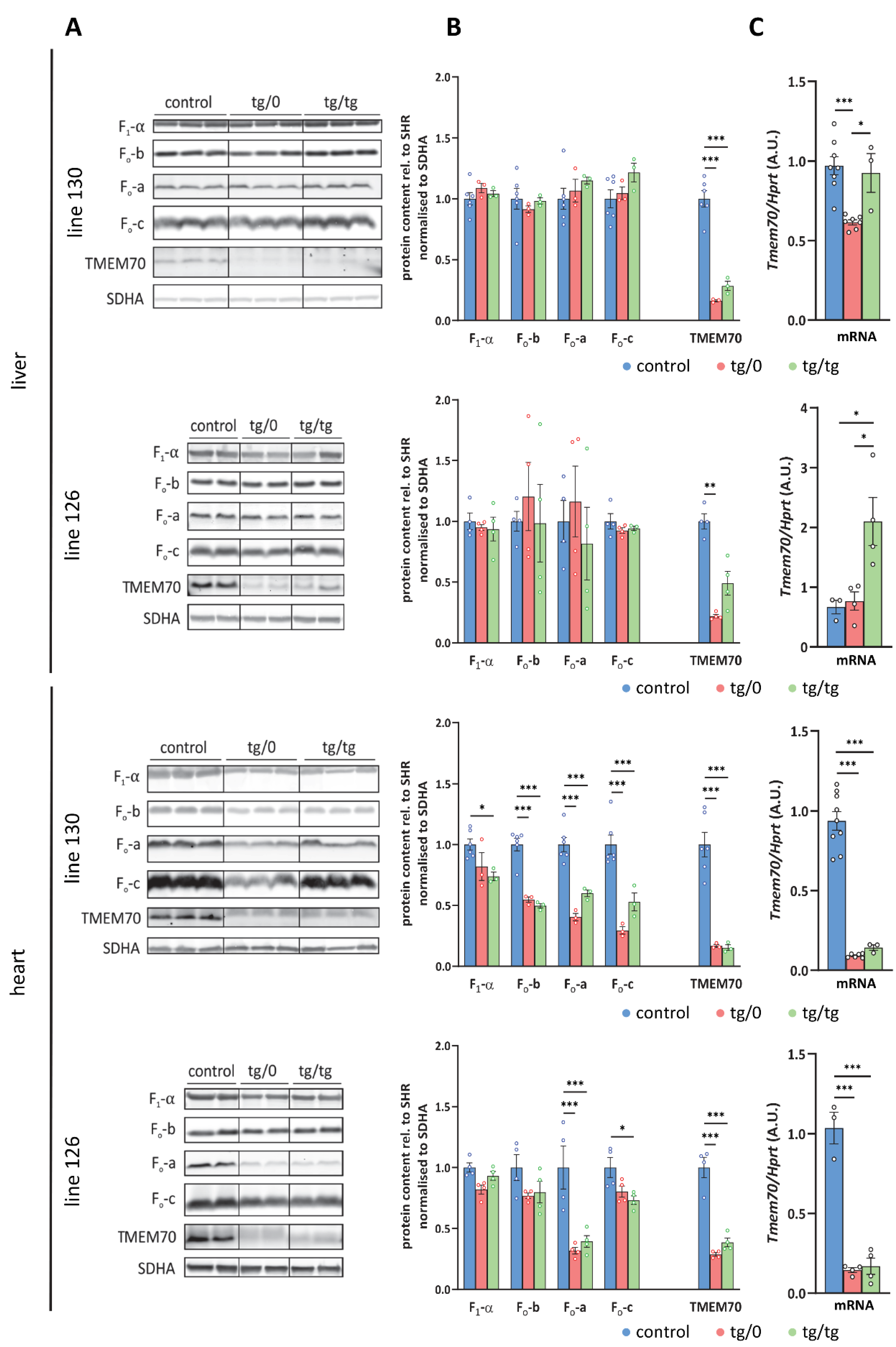 Biomedicines 10 00276 g004