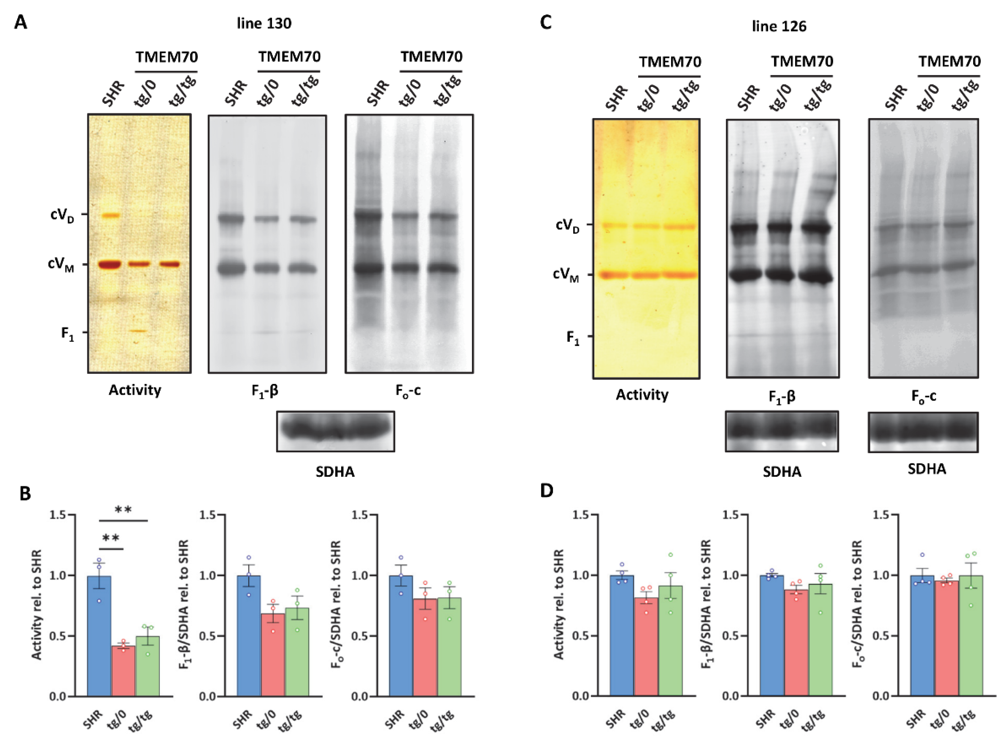 Biomedicines 10 00276 g009