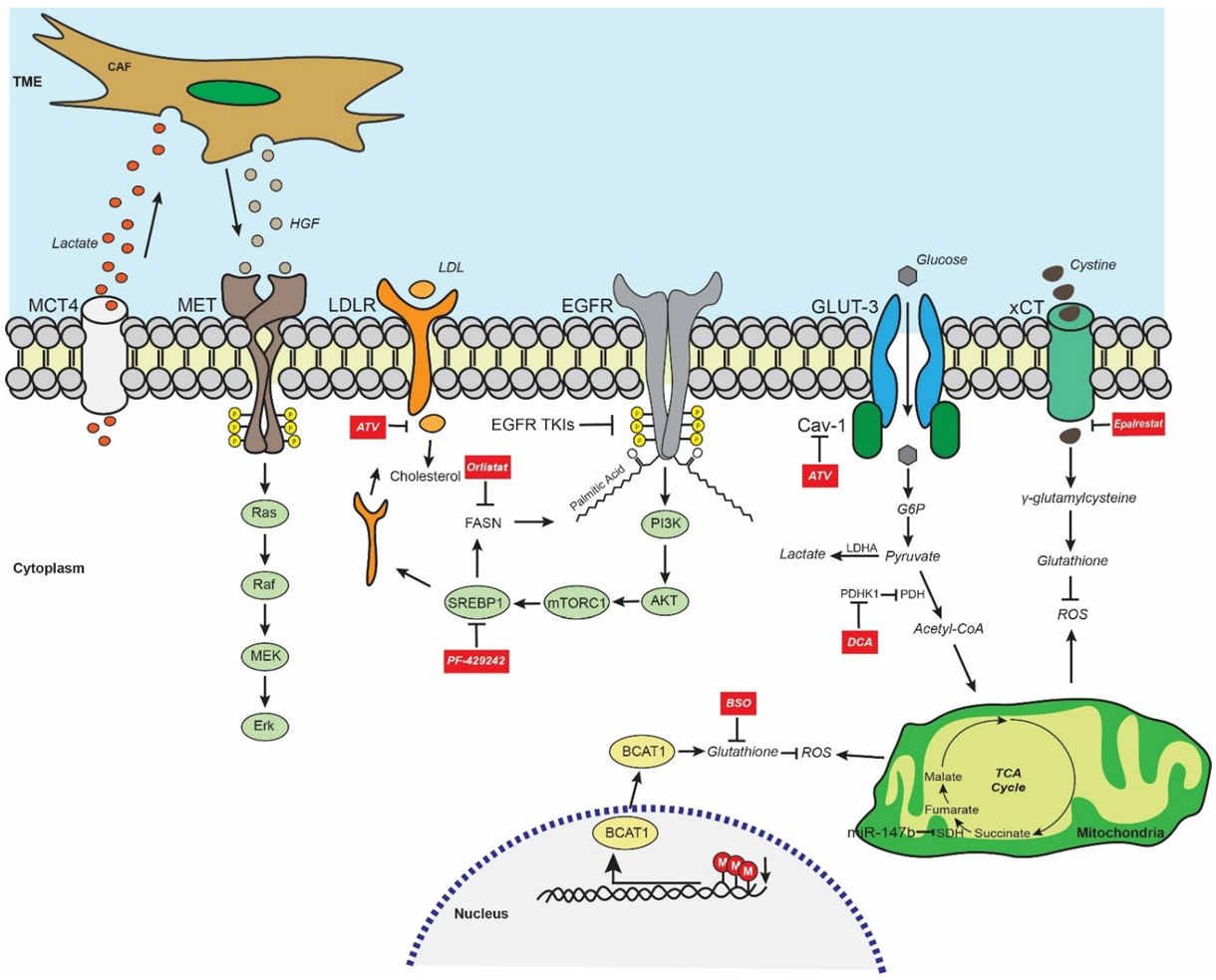 Biomedicines 10 00277 g001 Biomedicines 10 00277 g001