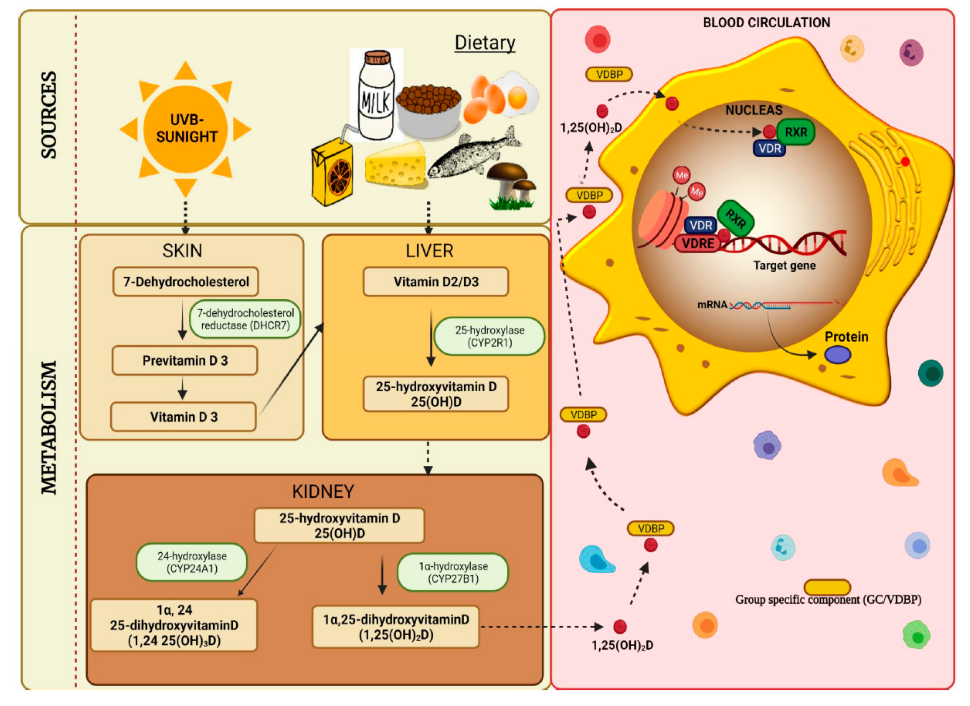 Biomedicines 10 00278 g001
