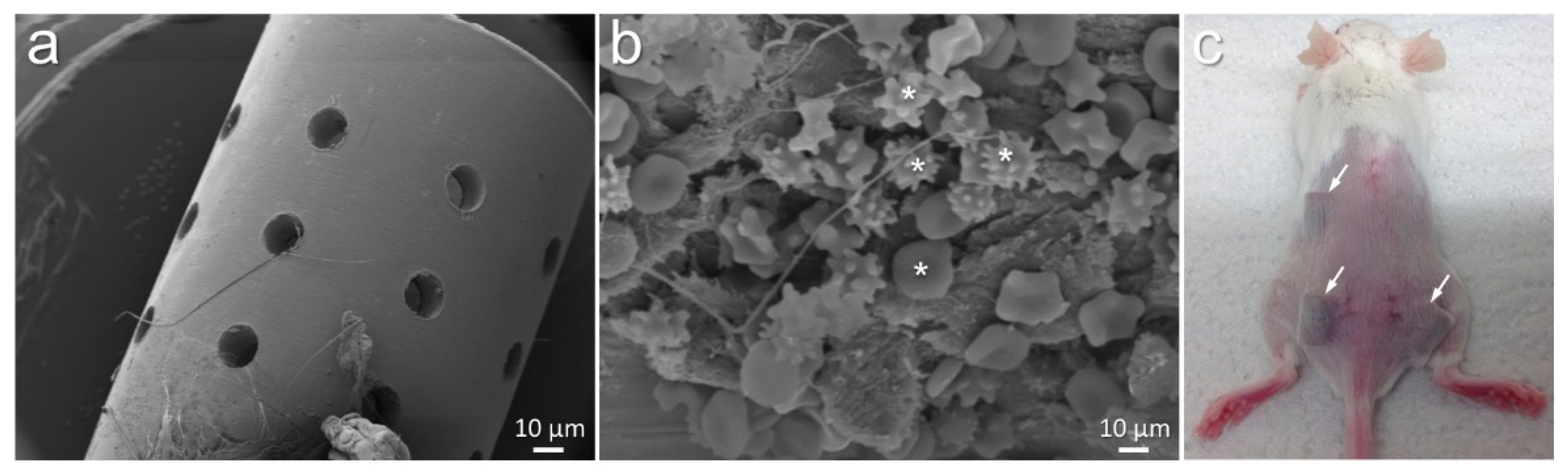 Biomedicines 10 00286 g001