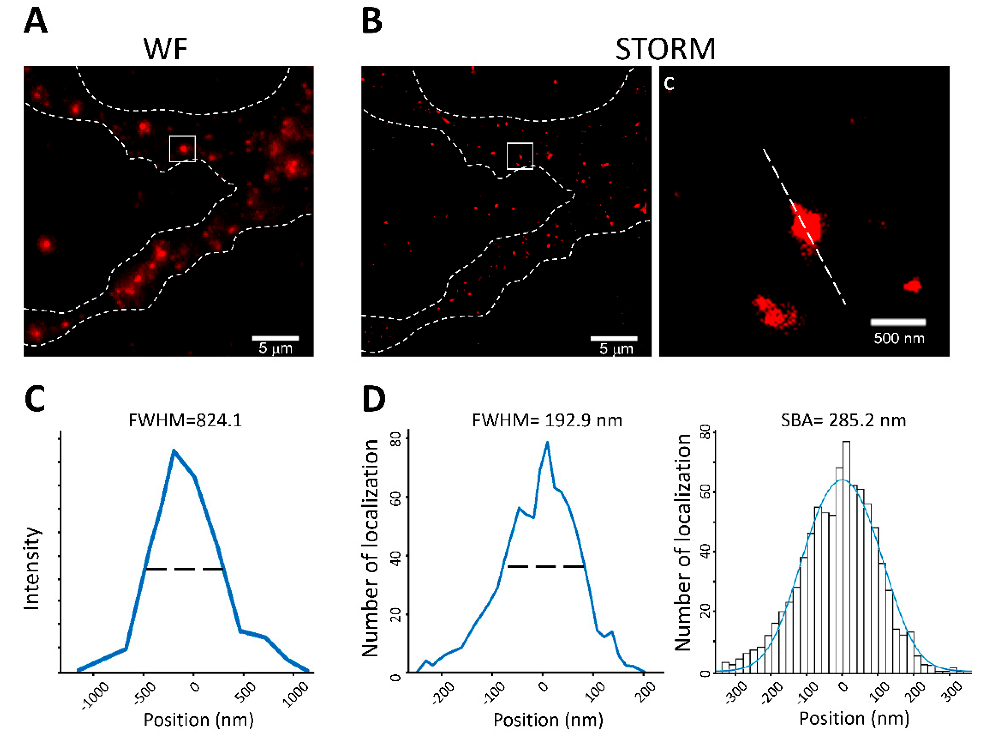 Biomedicines 10 00295 g004