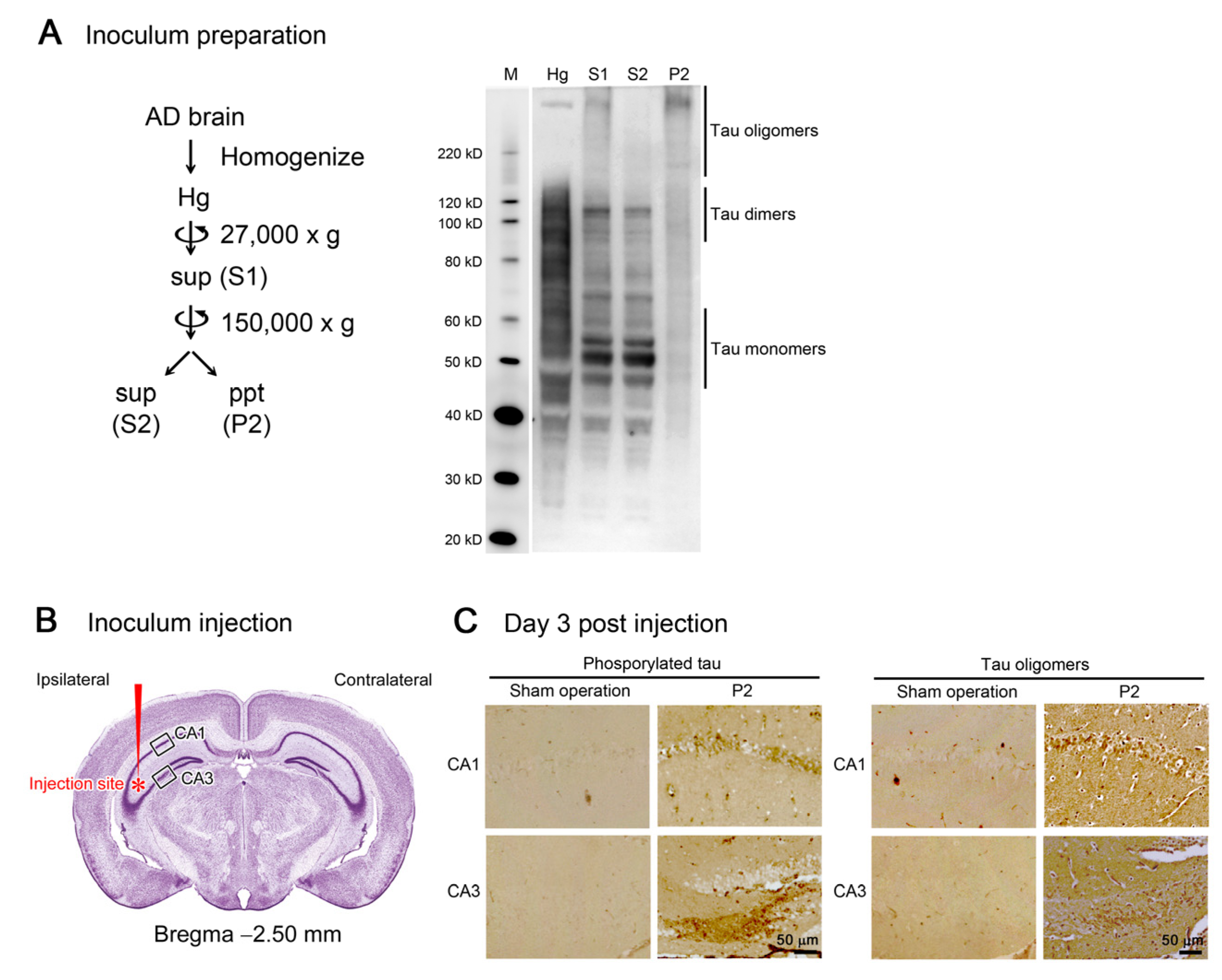 Biomedicines 10 00297 g001