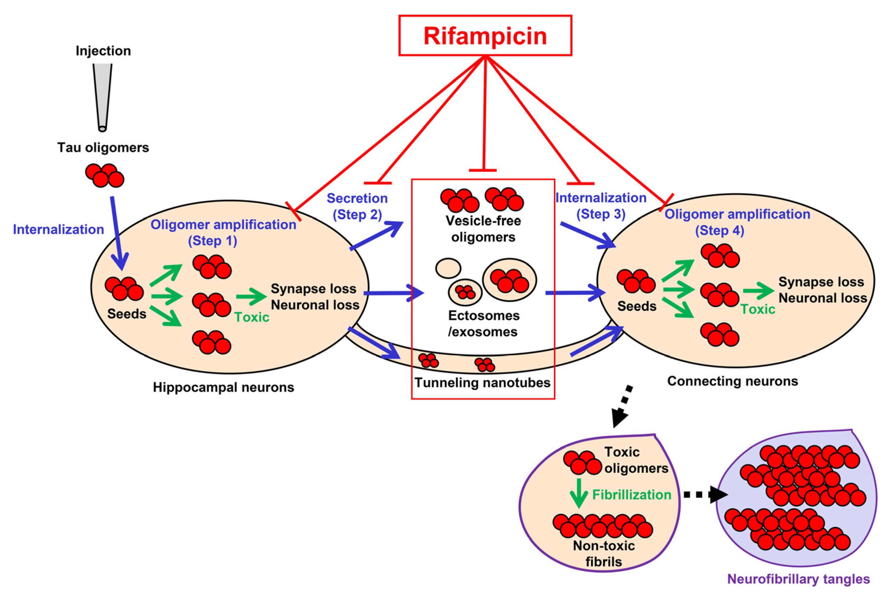 Biomedicines 10 00297 g006
