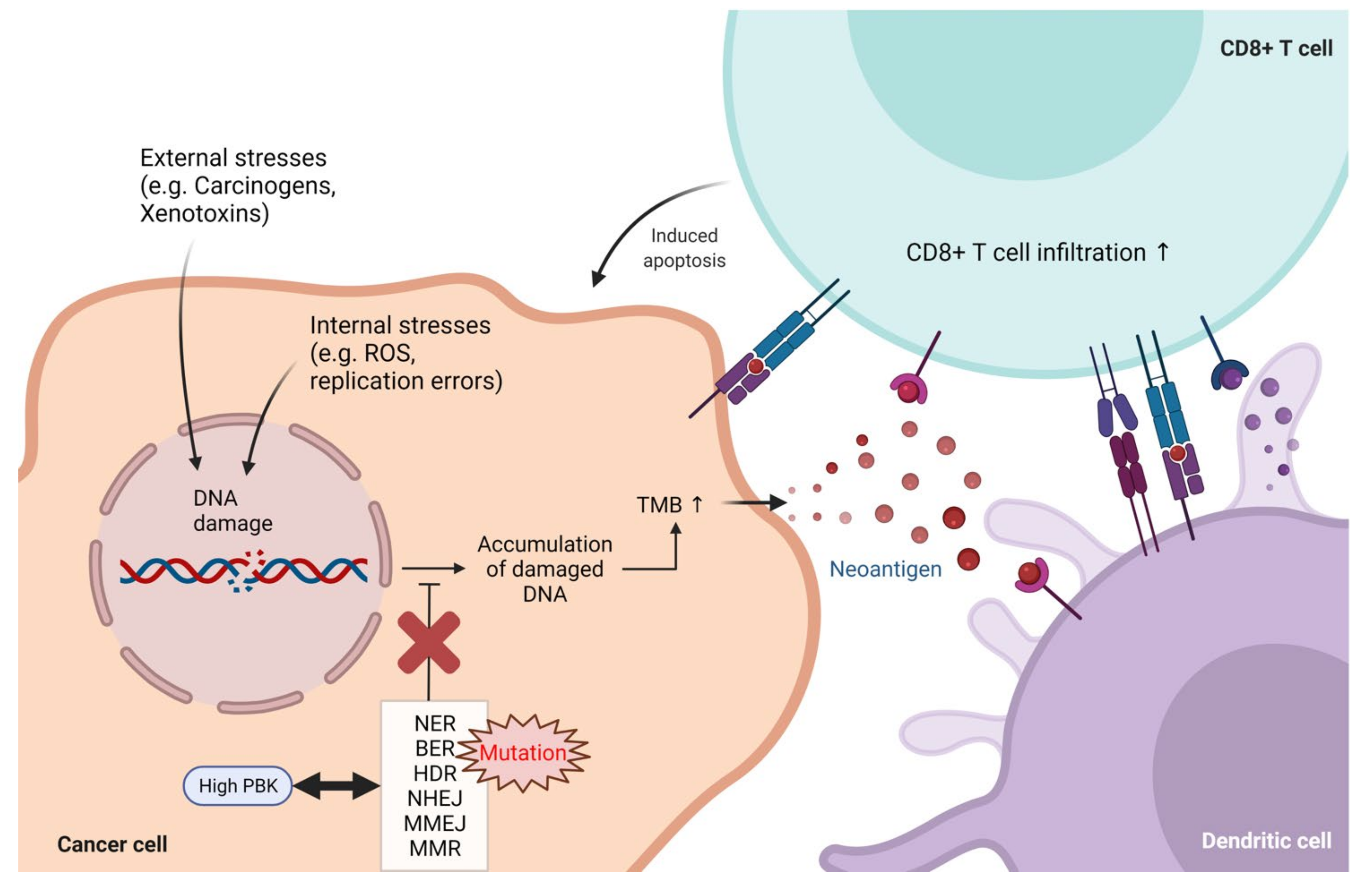 Biomedicines 10 00299 g006