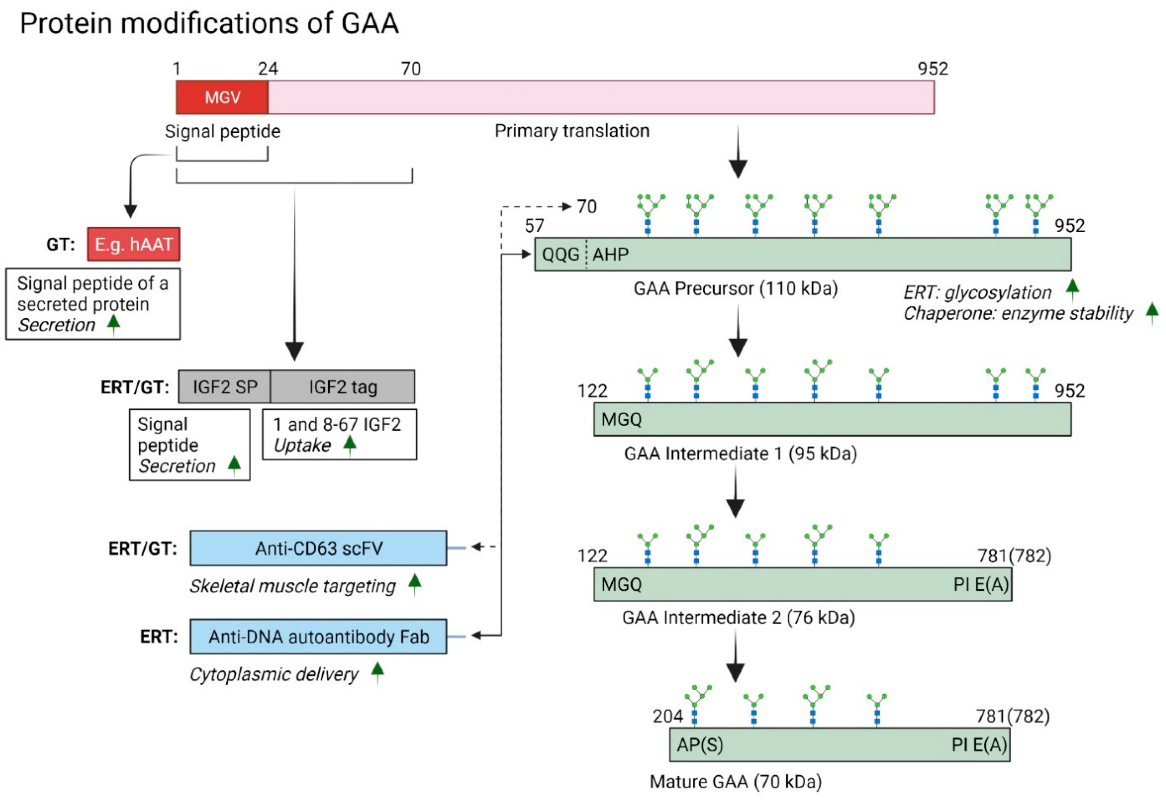 Biomedicines 10 00302 g003
