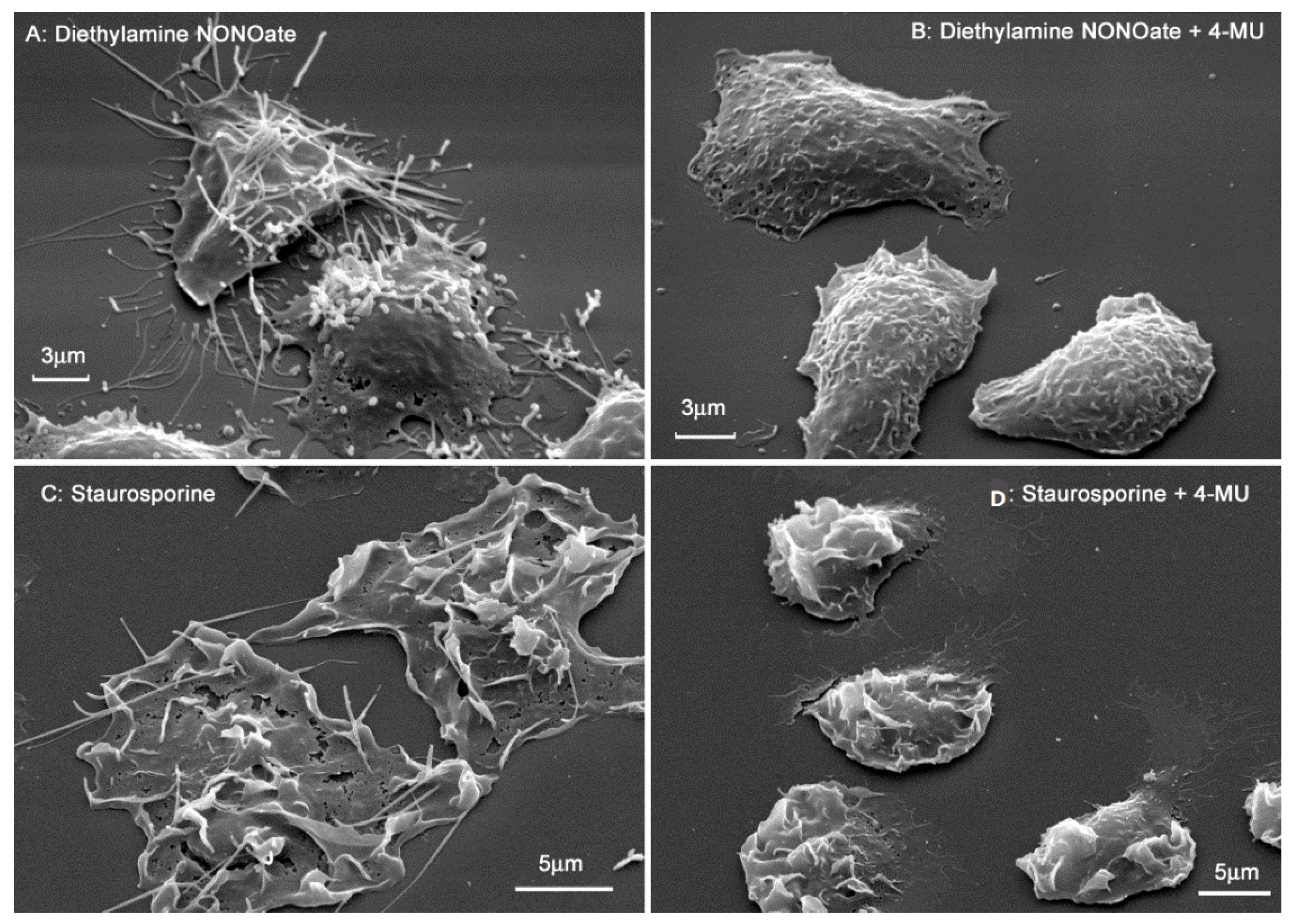 Biomedicines 10 00314 g004 Biomedicines 10 00314 g004