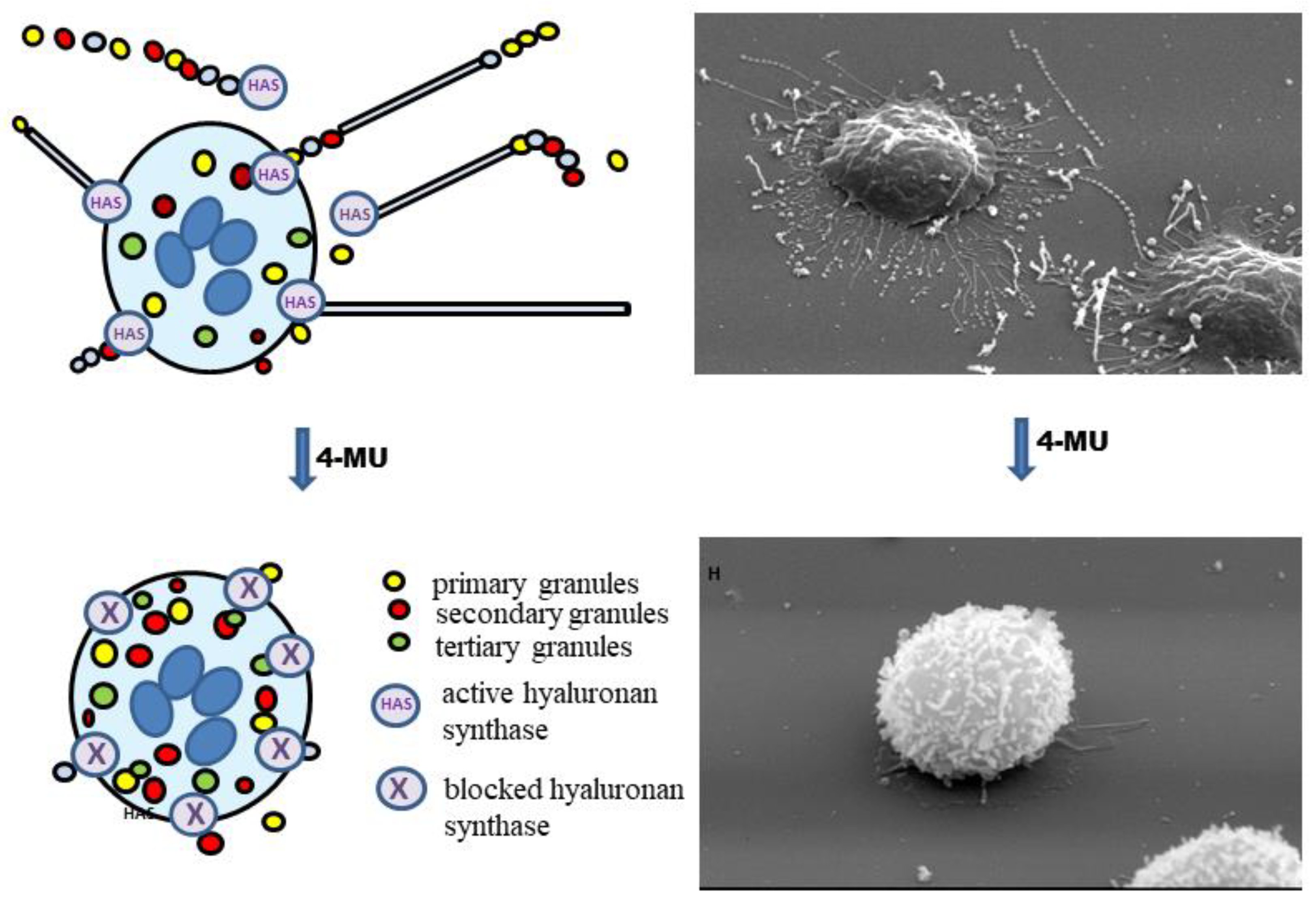 Biomedicines 10 00314 g005 Biomedicines 10 00314 g005