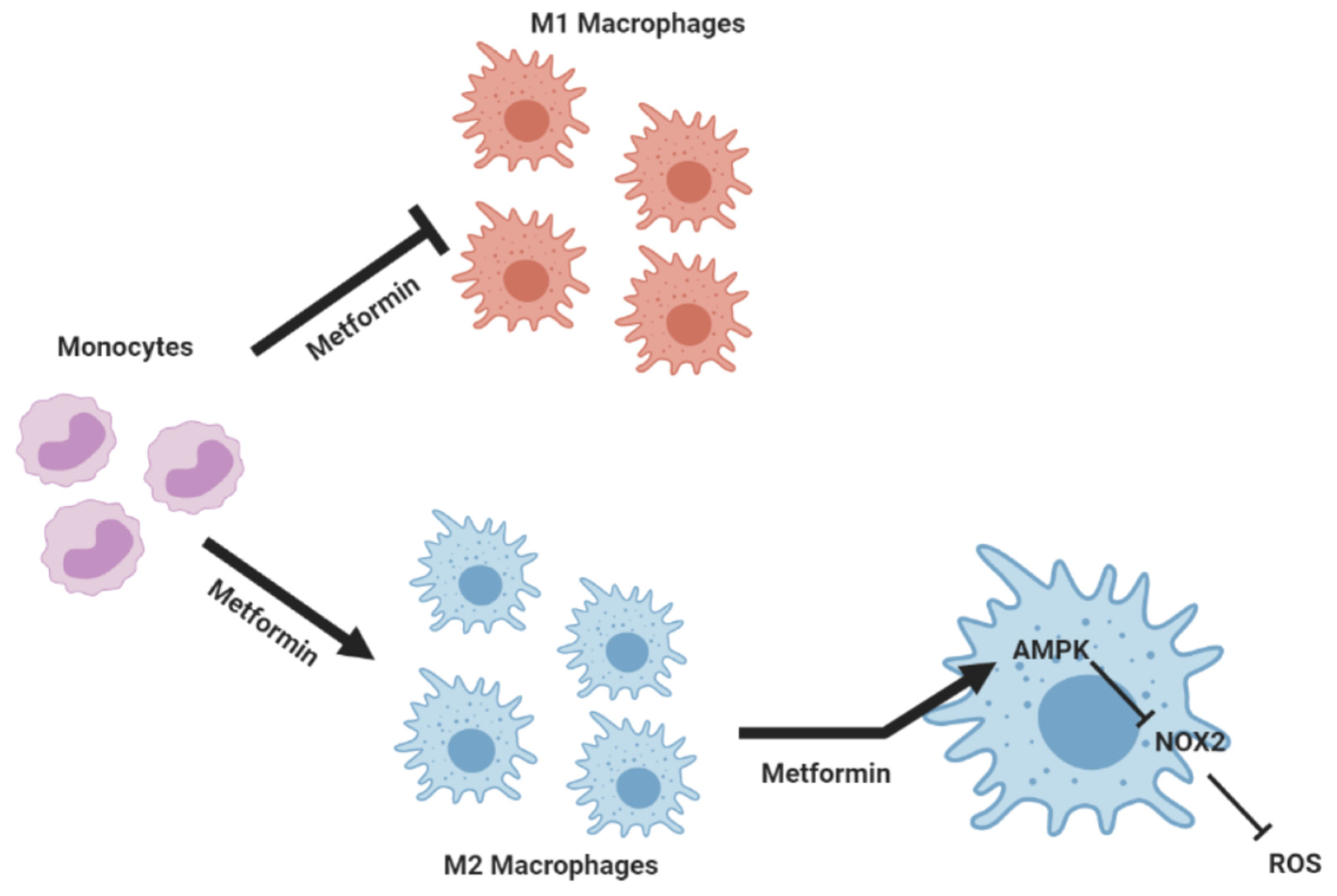 Biomedicines 10 00319 g008