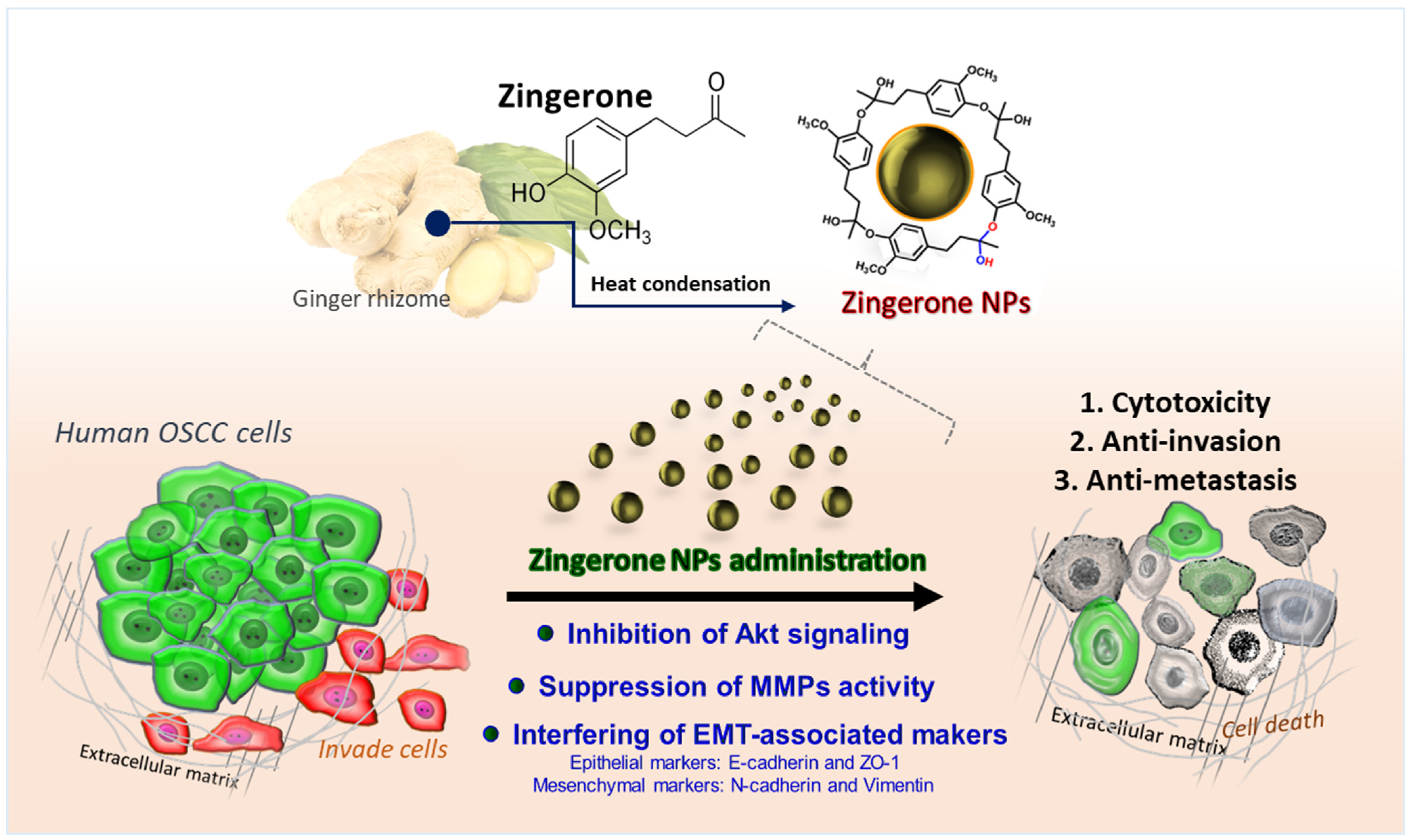 Biomedicines 10 00320 g008