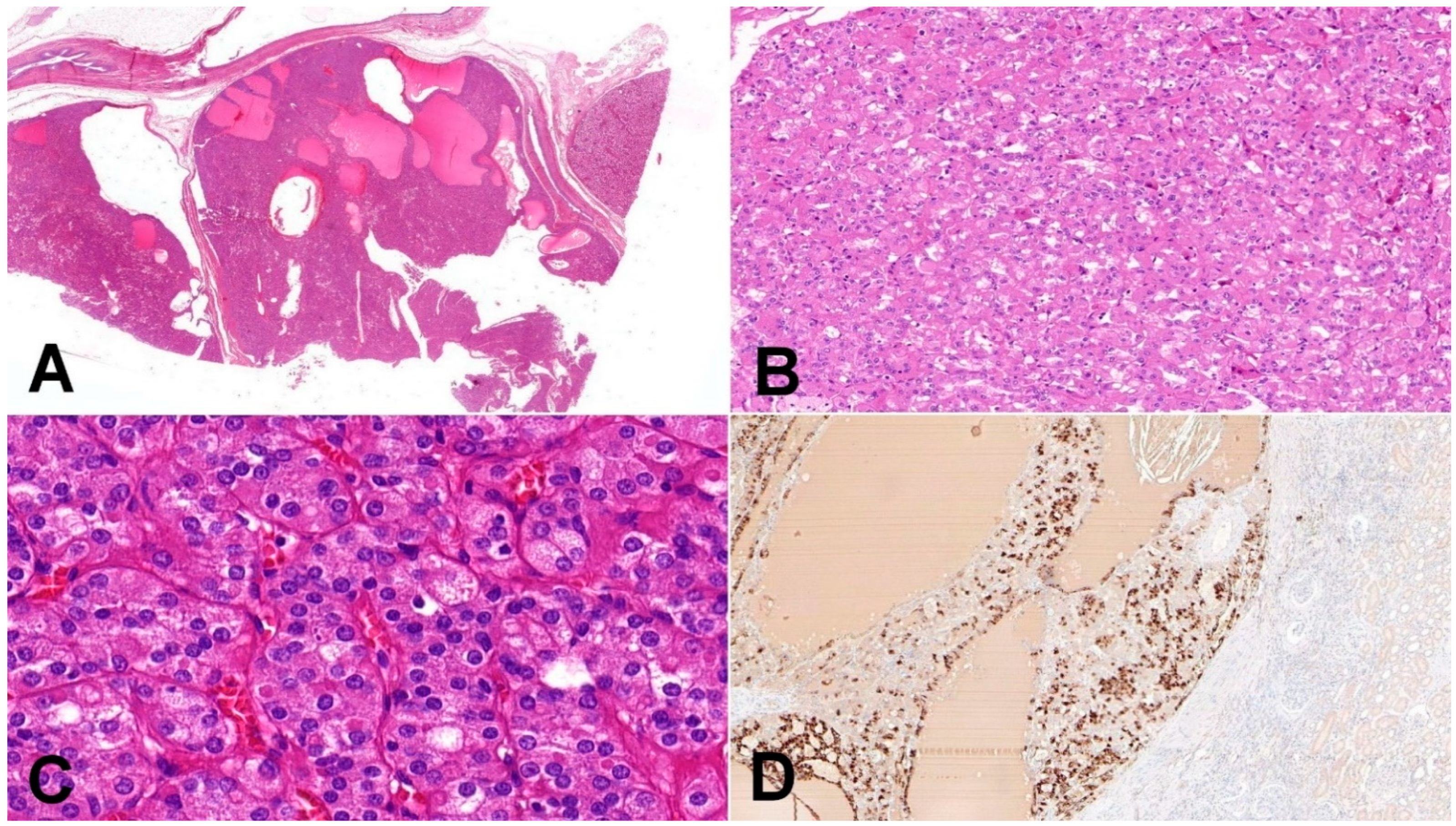 Biomedicines 10 00322 g001