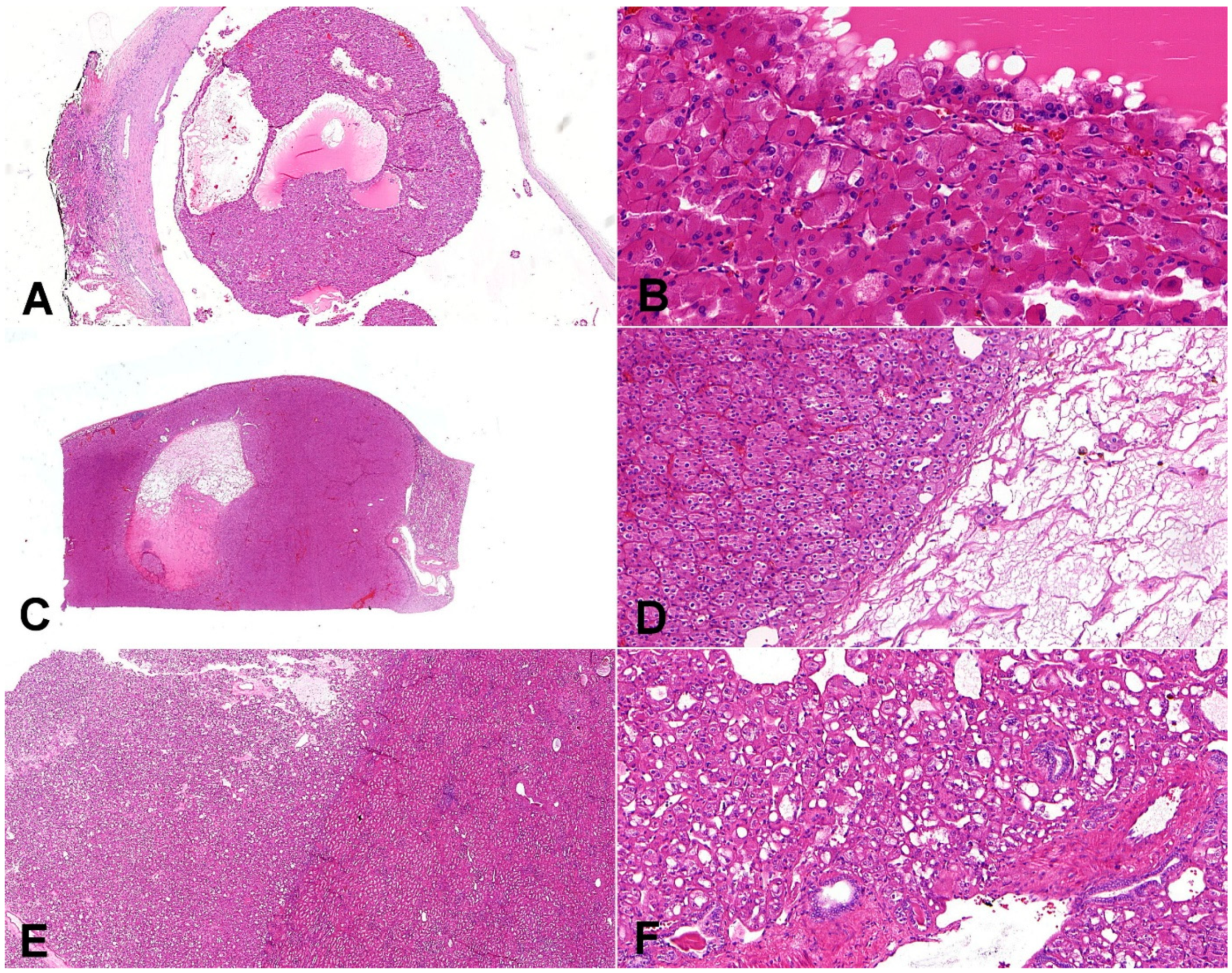 Biomedicines 10 00322 g004