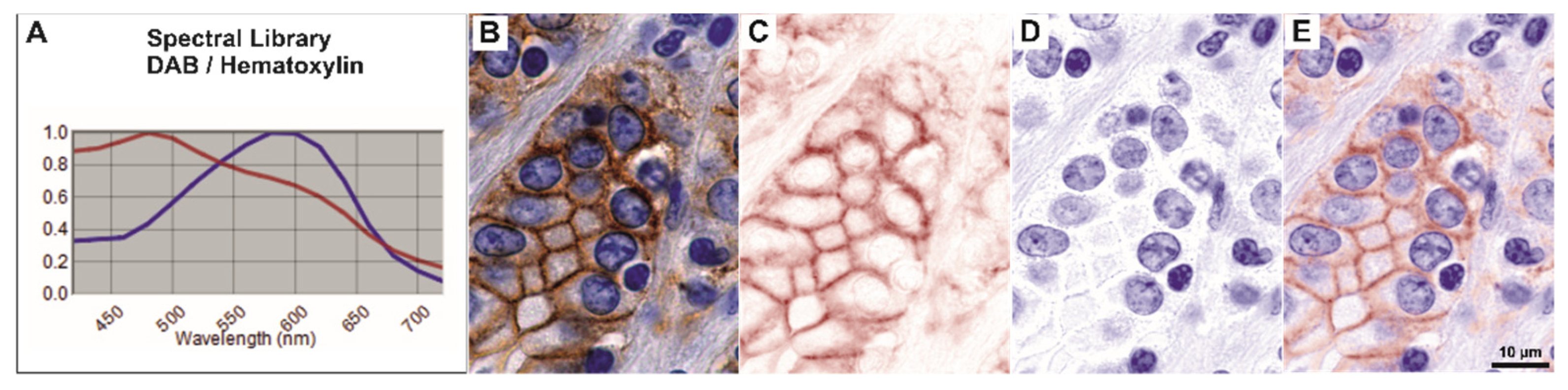 Biomedicines 10 00349 g001