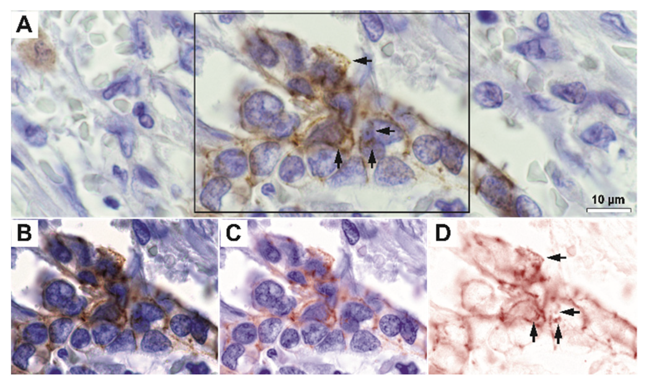 Biomedicines 10 00349 g003