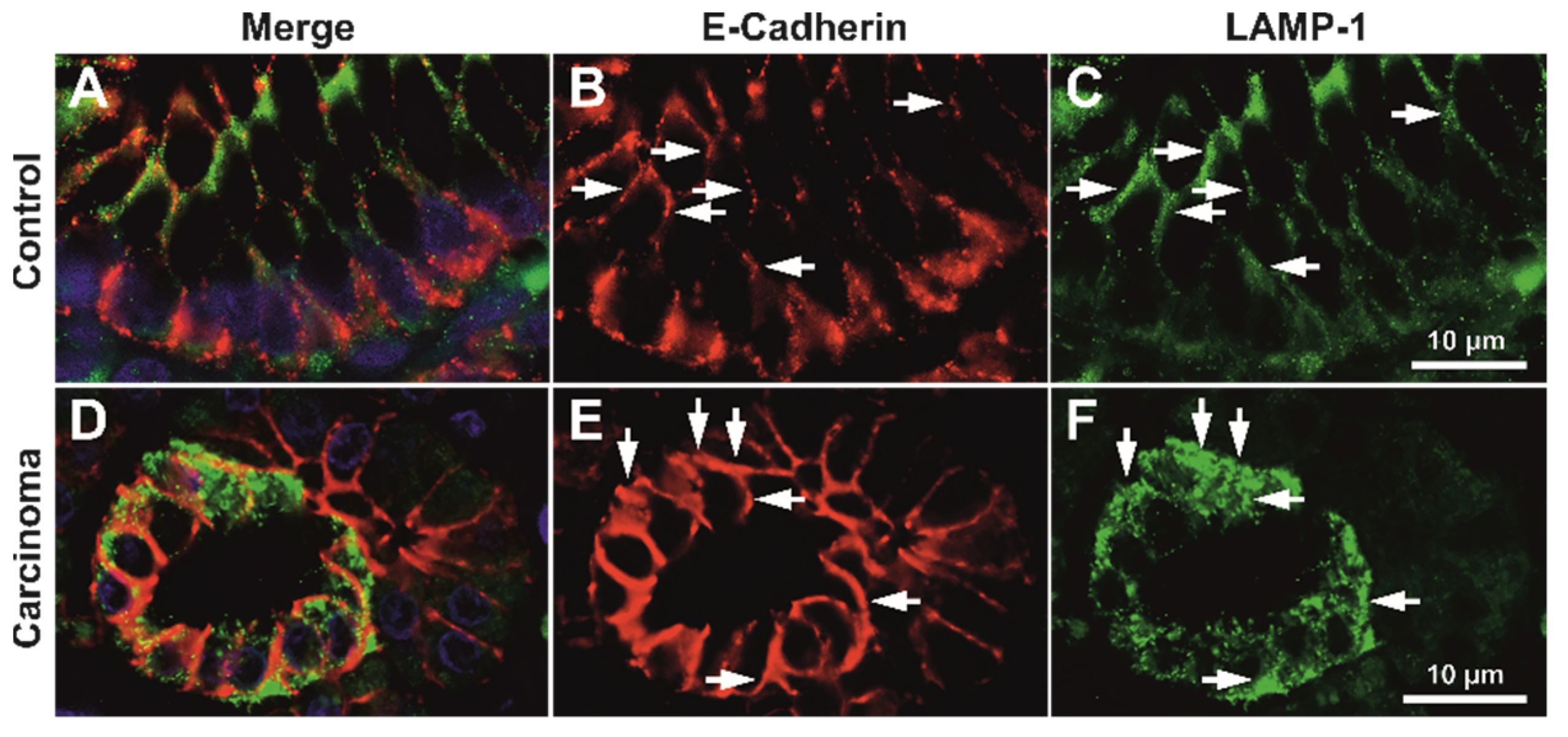 Biomedicines 10 00349 g004