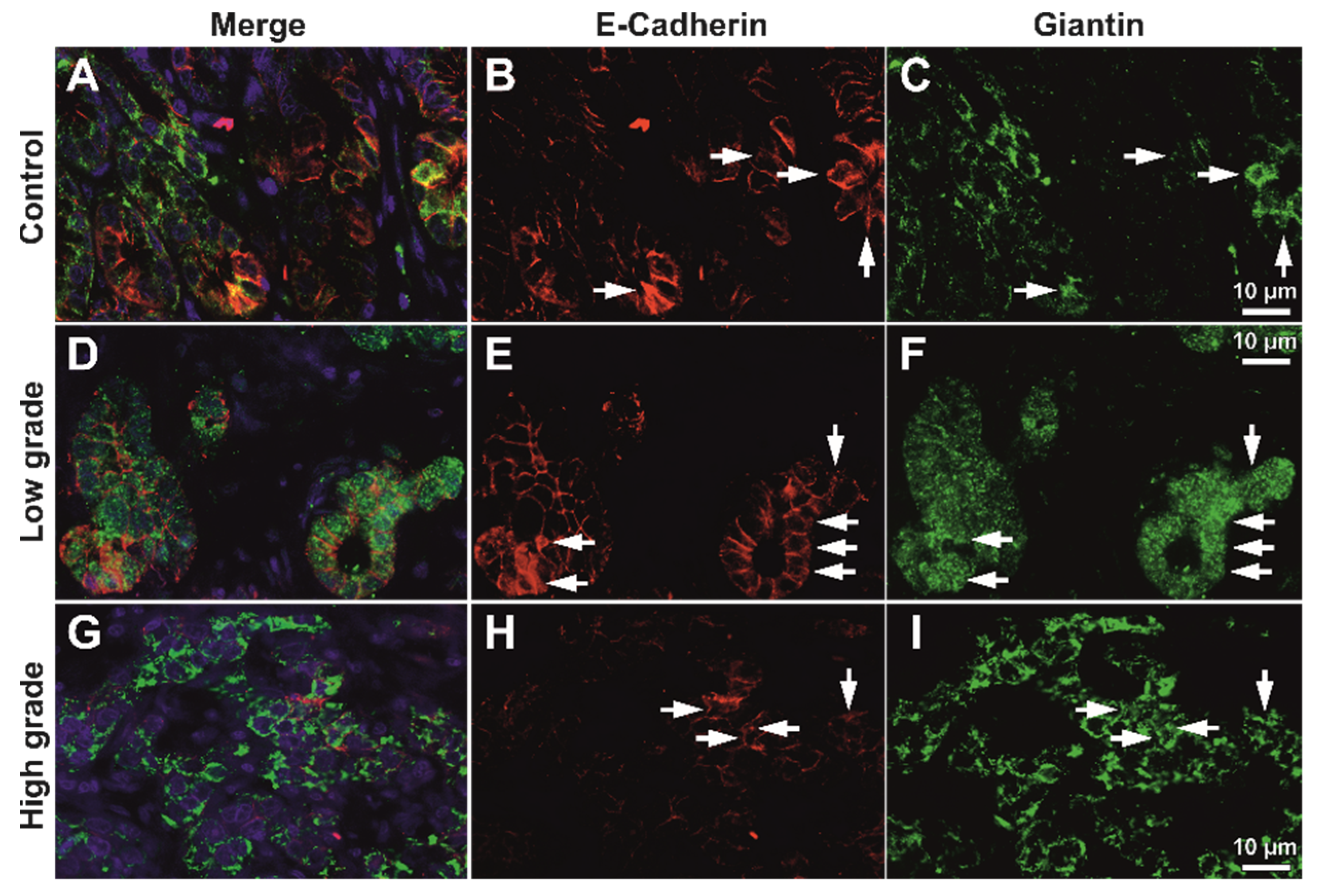 Biomedicines 10 00349 g005