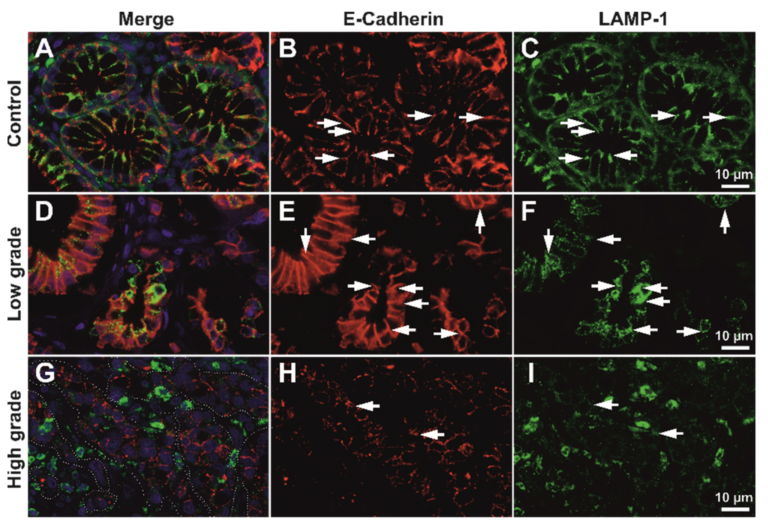 Biomedicines 10 00349 g006