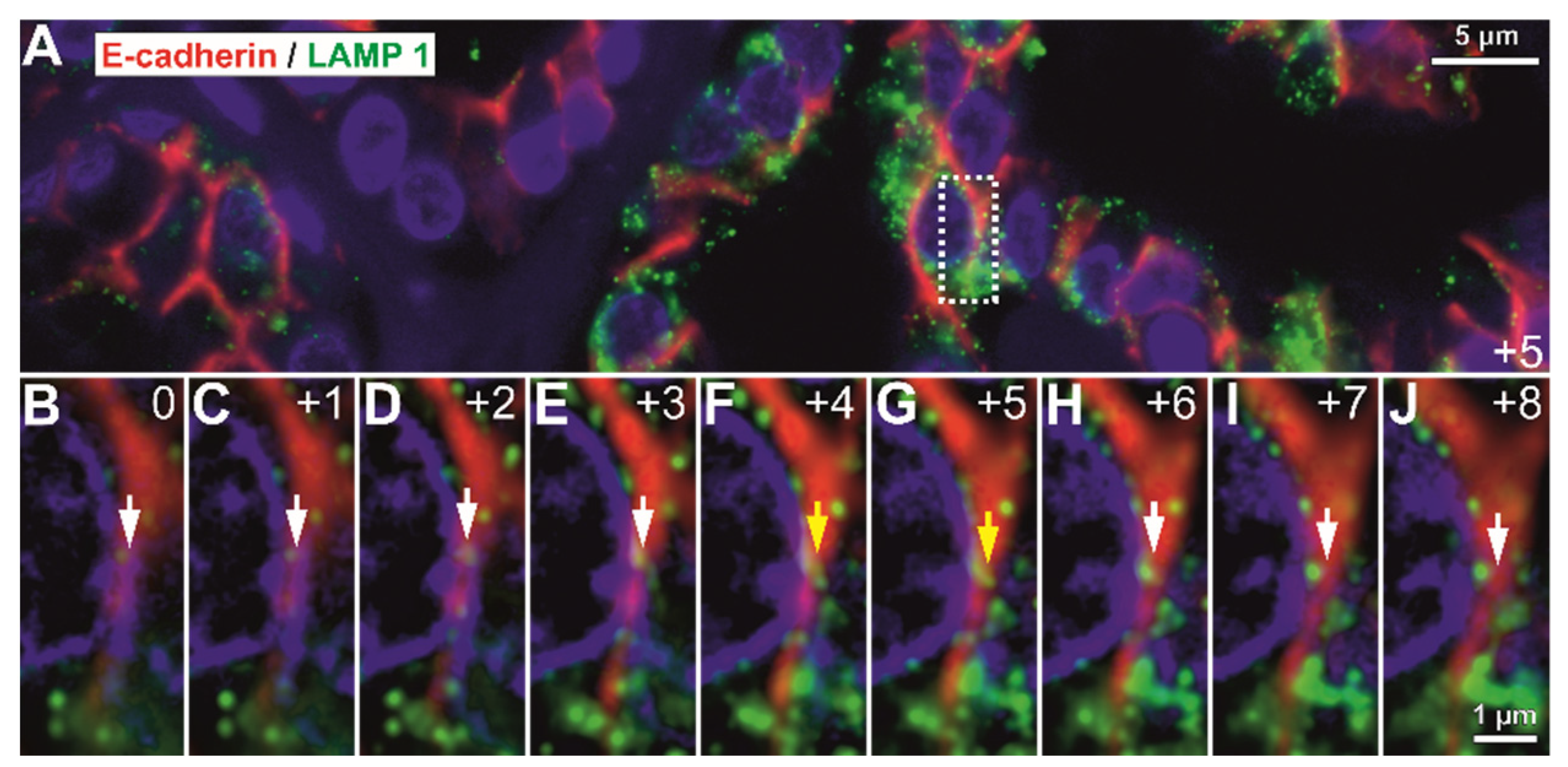 Biomedicines 10 00349 g010