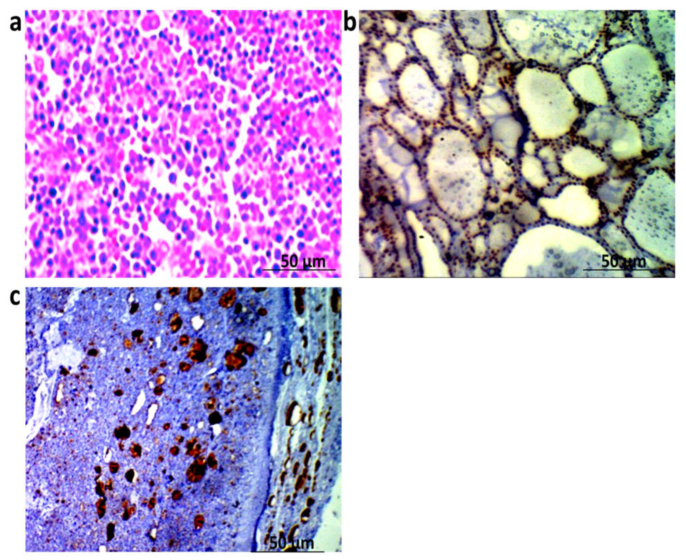 Biomedicines 10 00352 g003
