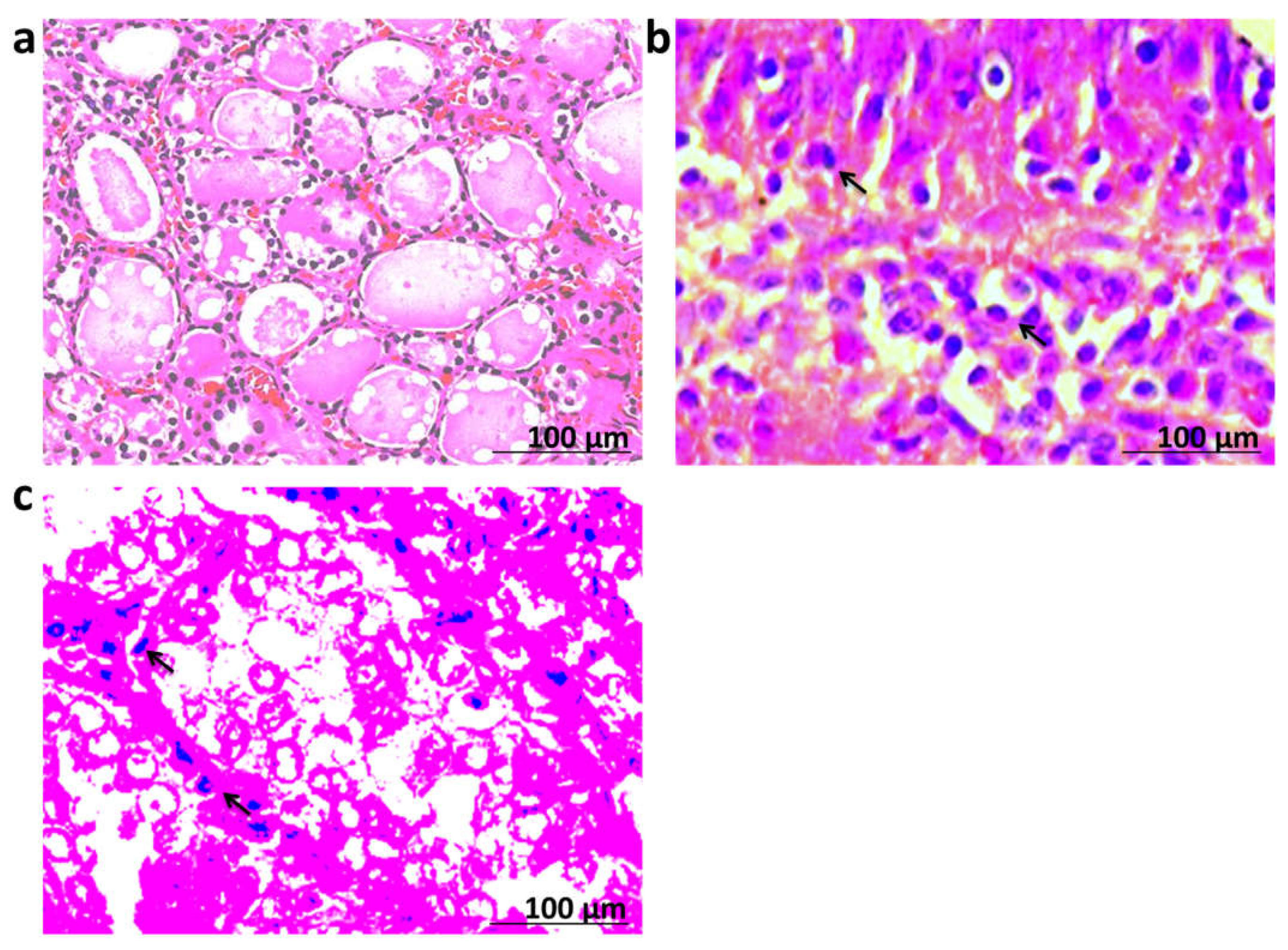 Biomedicines 10 00352 g004