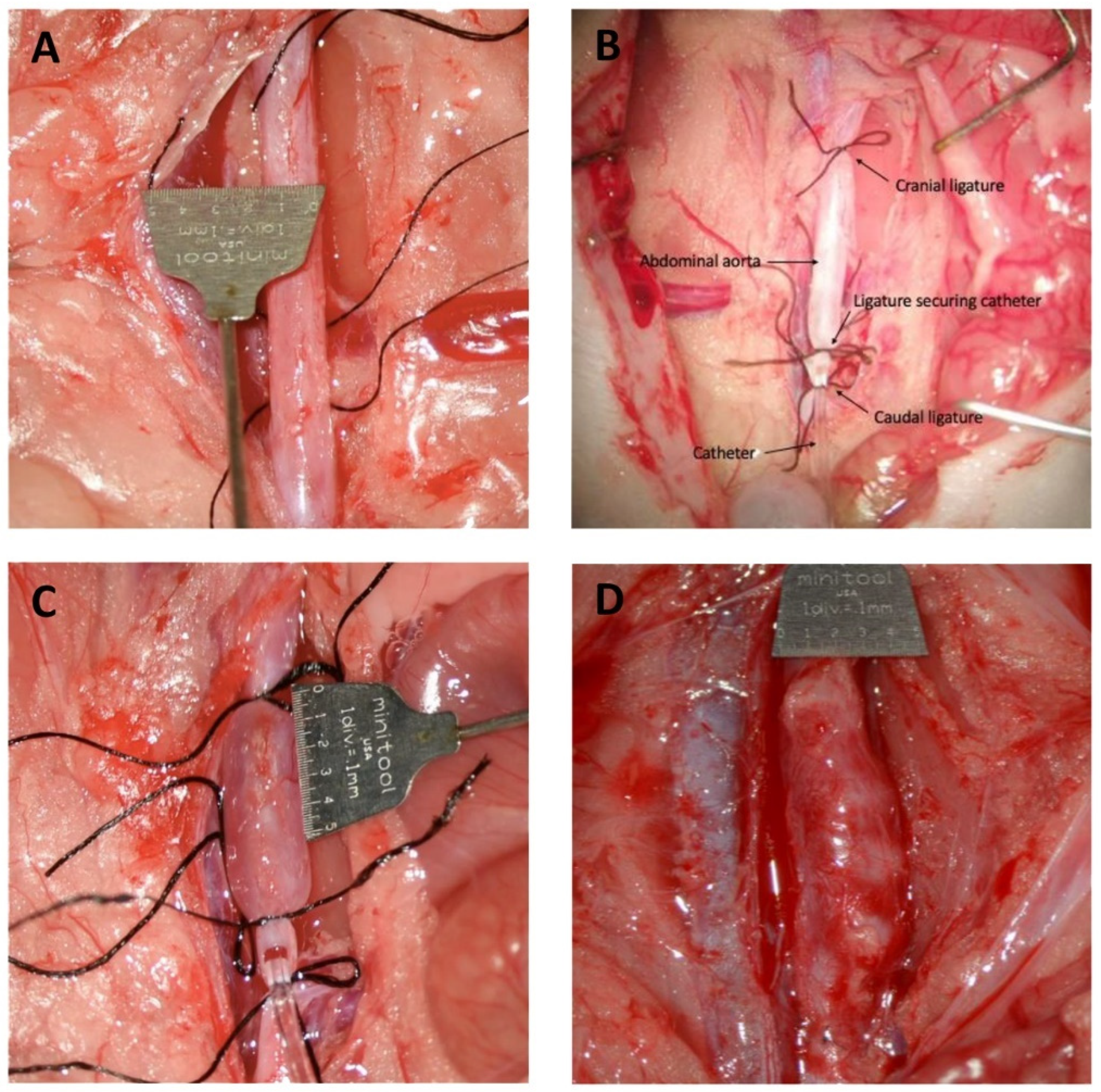 Biomedicines 10 00359 g001