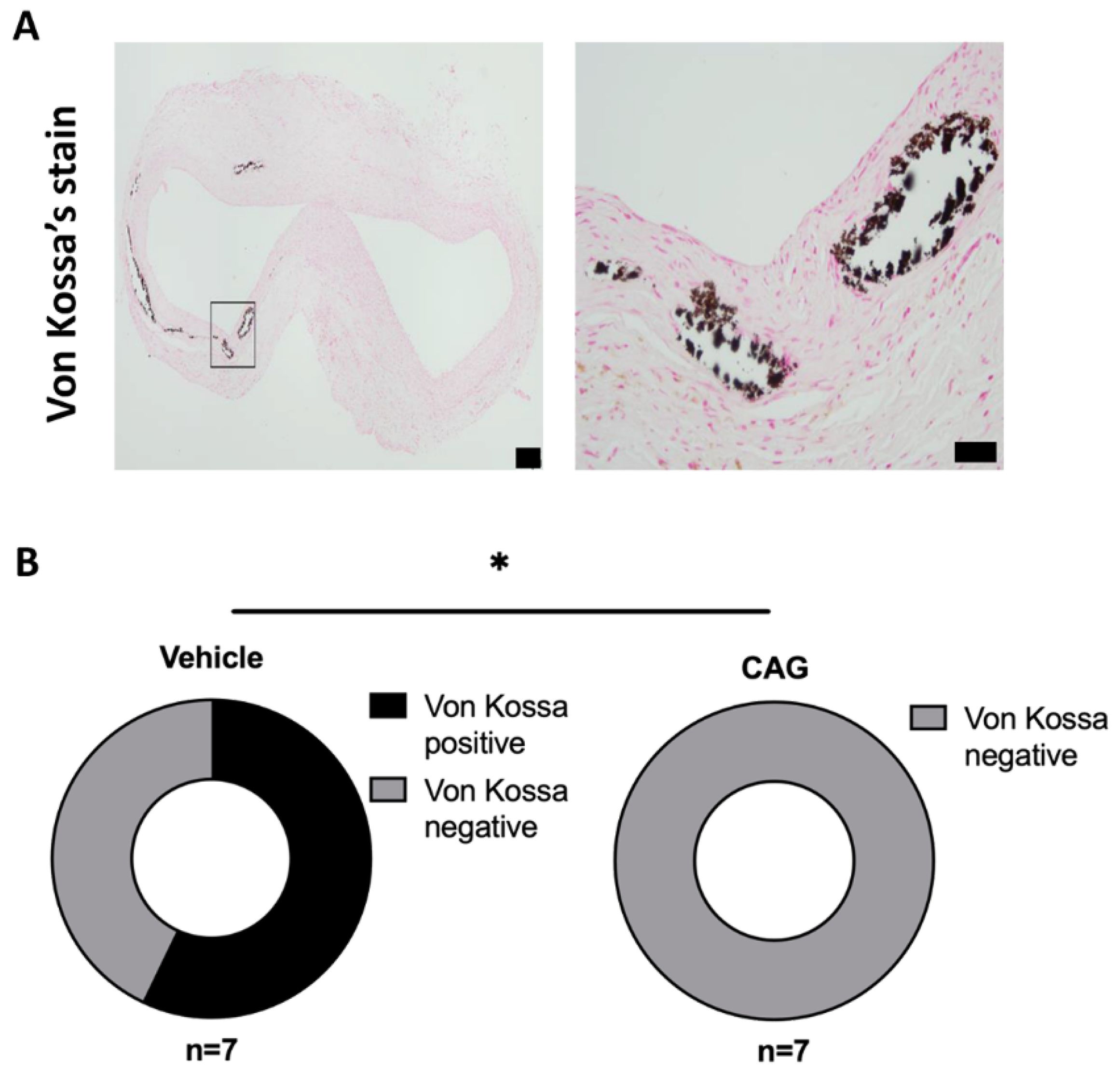 Biomedicines 10 00359 g008