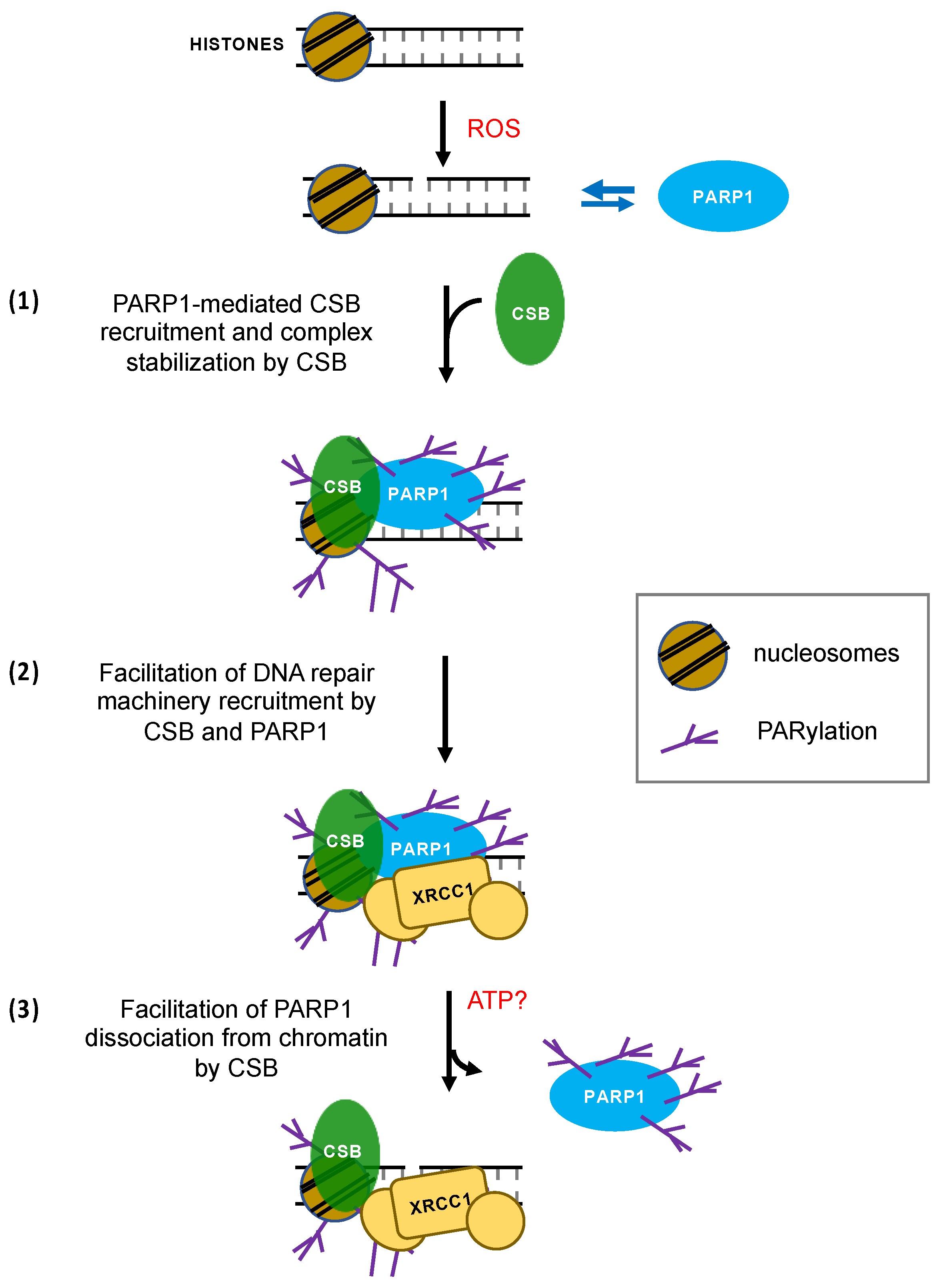 Biomedicines 10 00361 g007