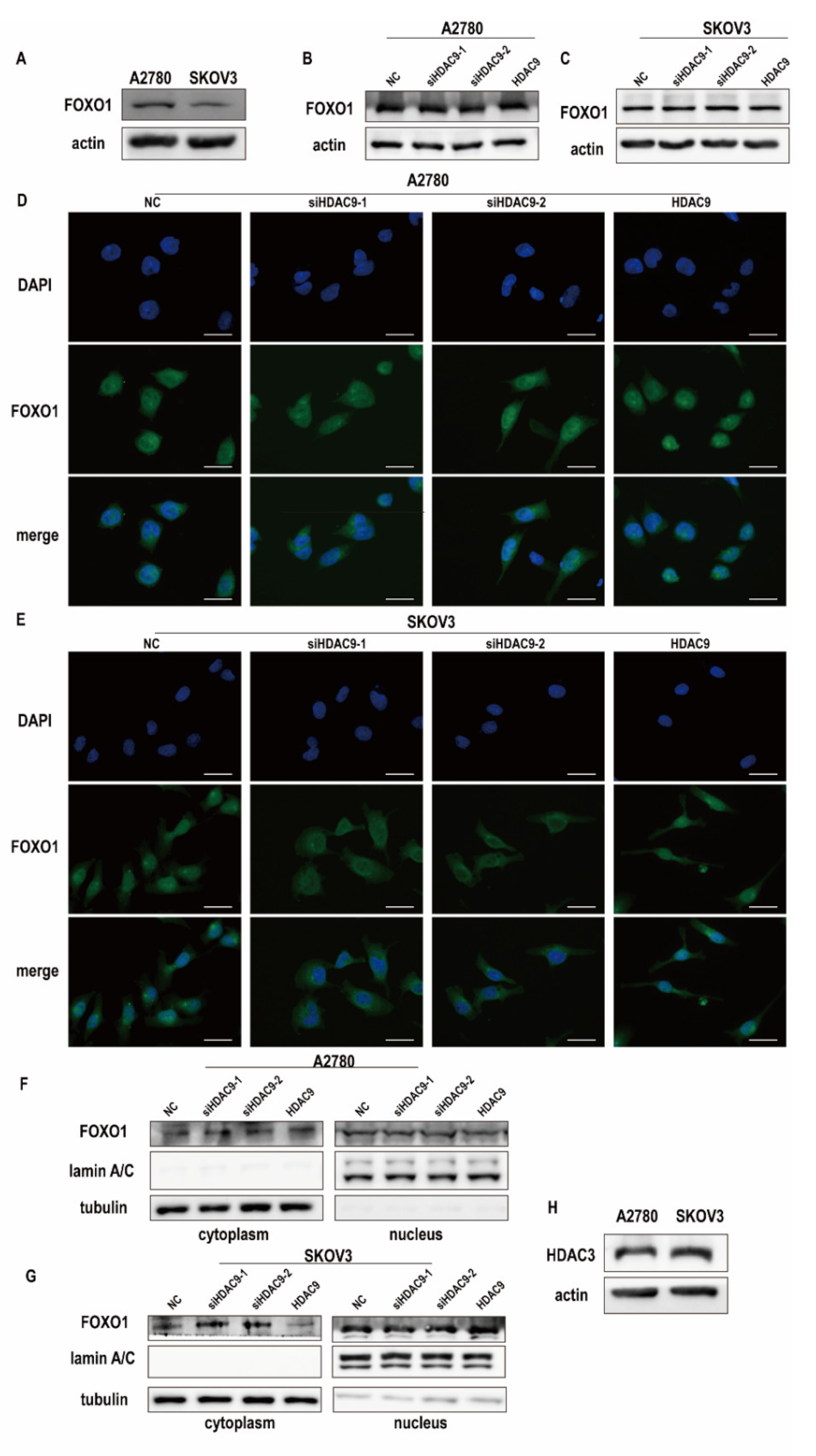 Biomedicines 10 00374 g004