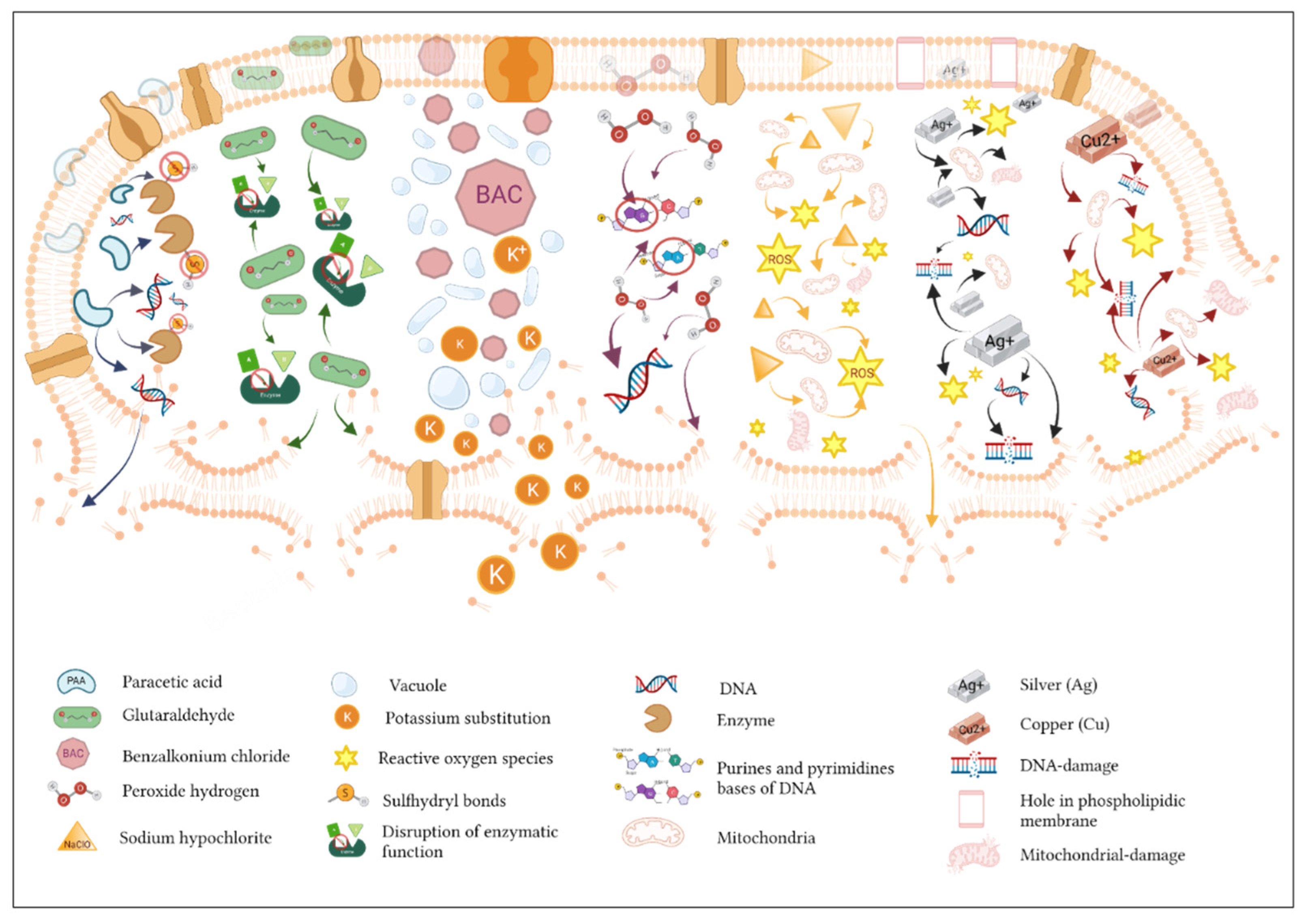 Biomedicines 10 00379 g001