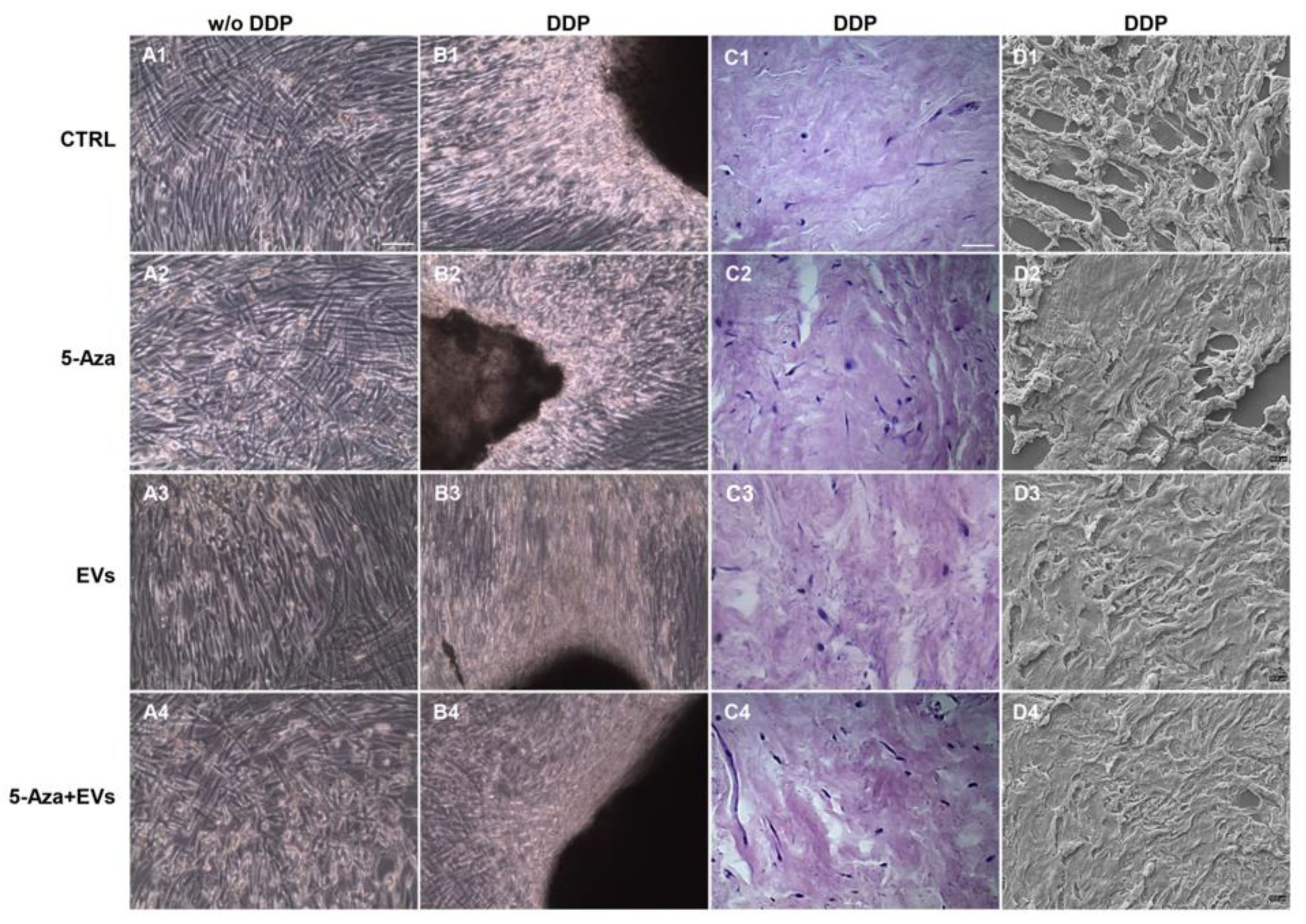 Biomedicines 10 00403 g002